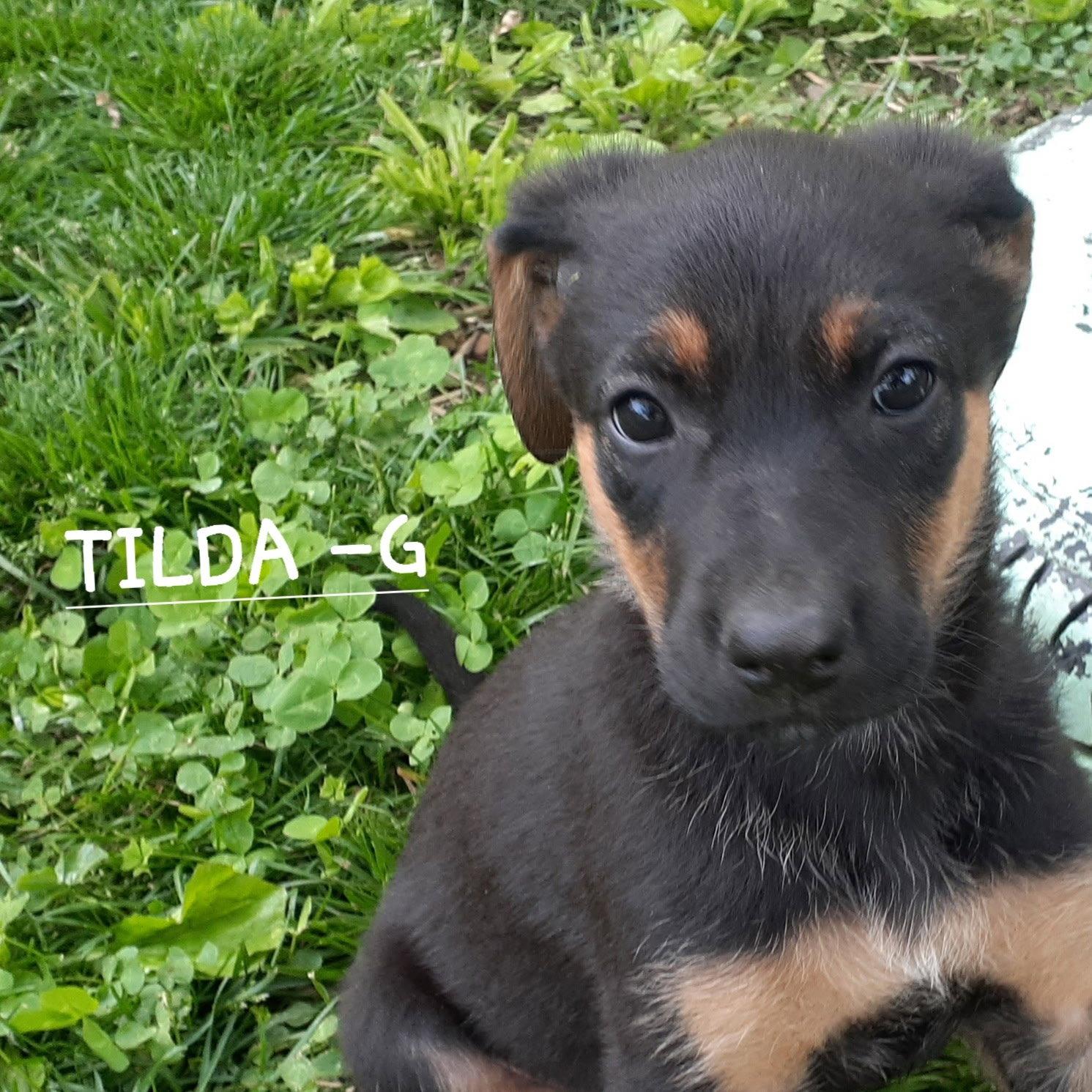 Tilda (3mo, 26lbs), a Adopted mixed breed in Hinton, WV image 3/3