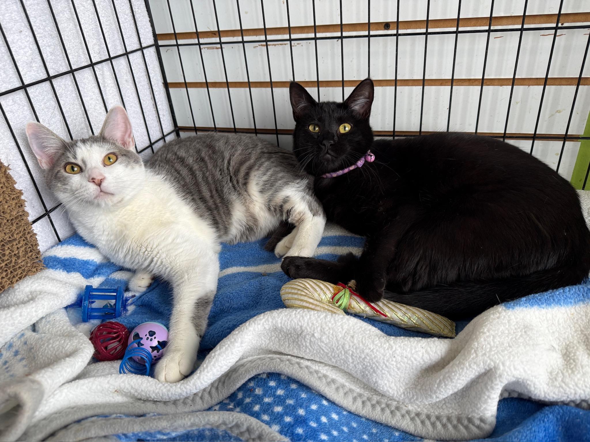 Enlarge Lana, a Adoptable Domestic Short Hair in Richmond, KY image 6/6