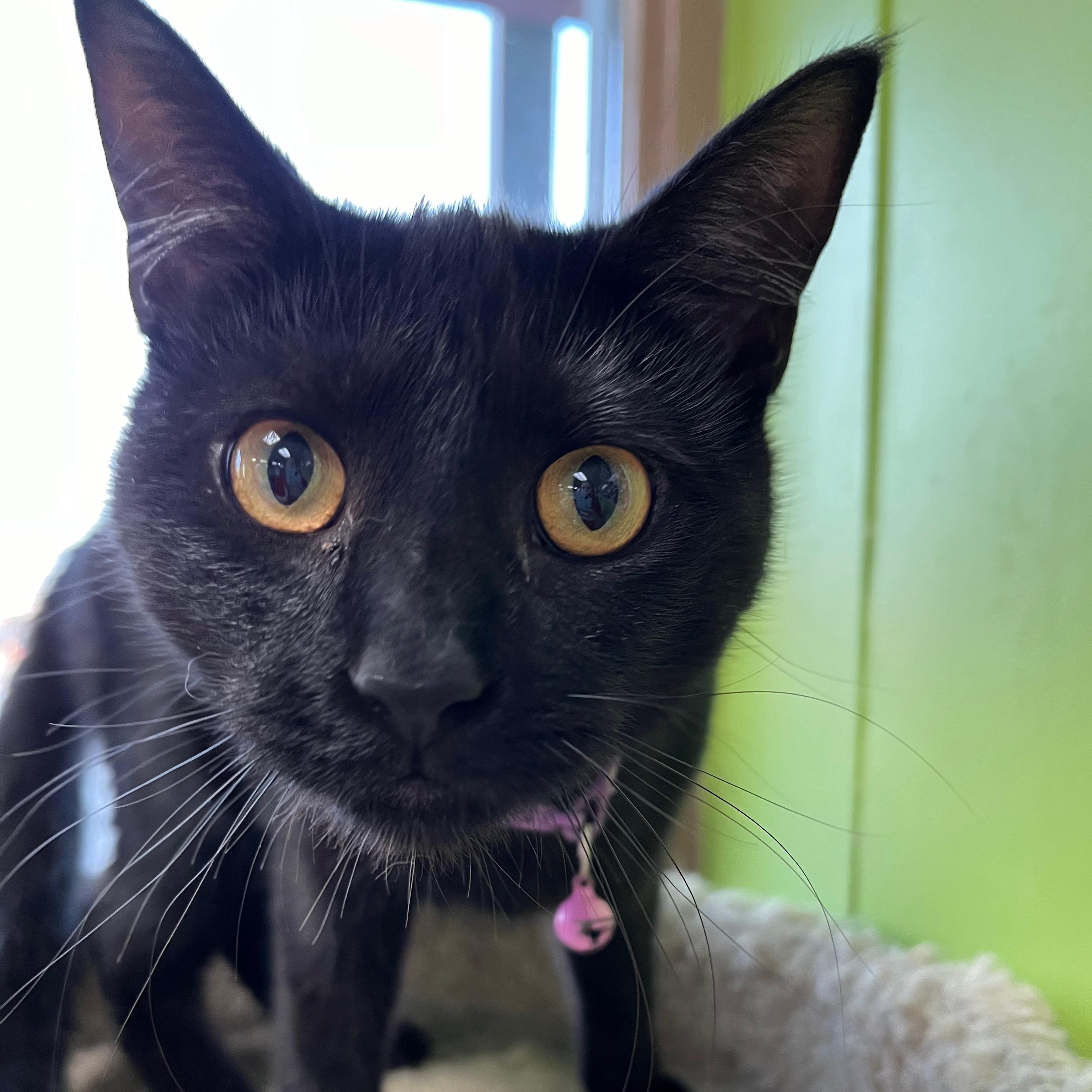 Lana, a Adoptable Domestic Short Hair in Richmond, KY image 1/6