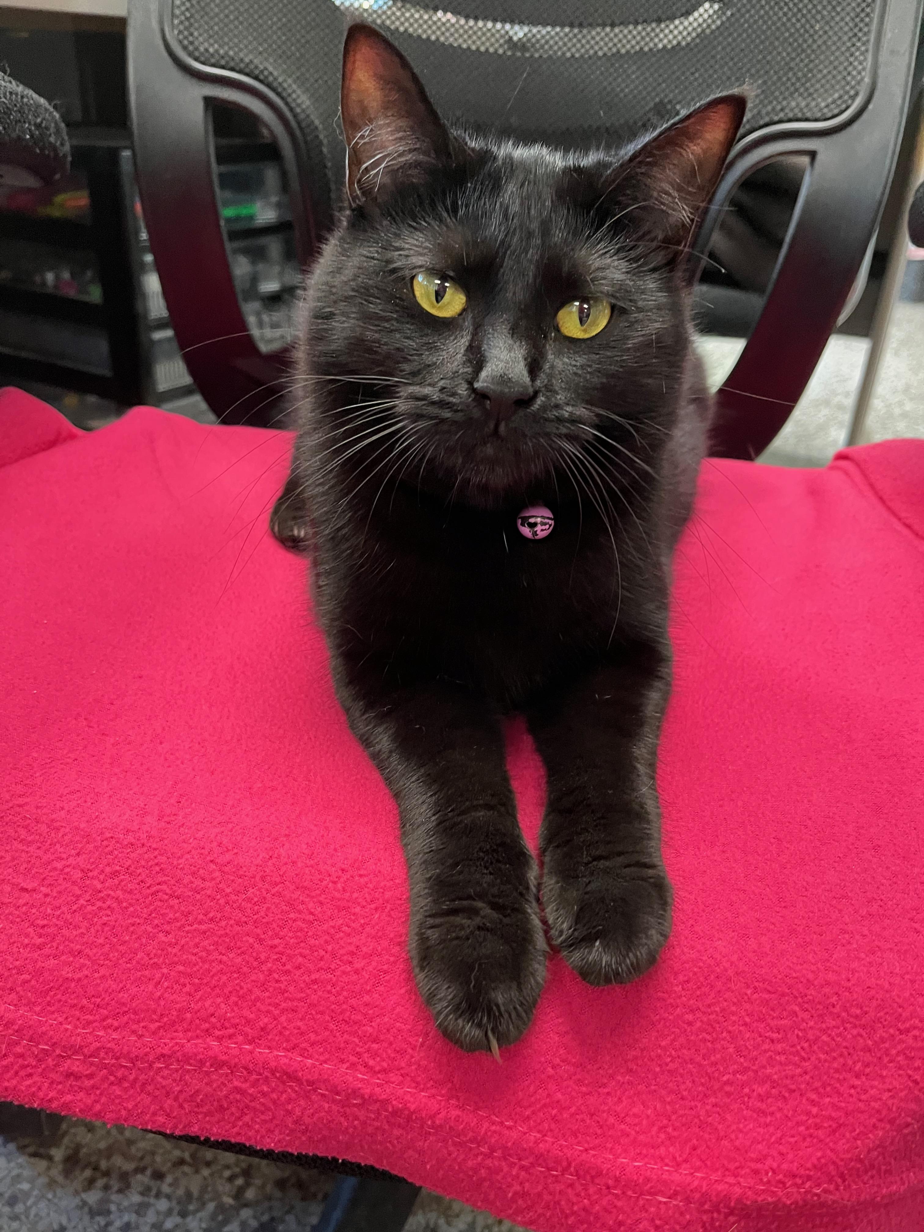 Enlarge Lana, a Adoptable Domestic Short Hair in Richmond, KY image 6/6