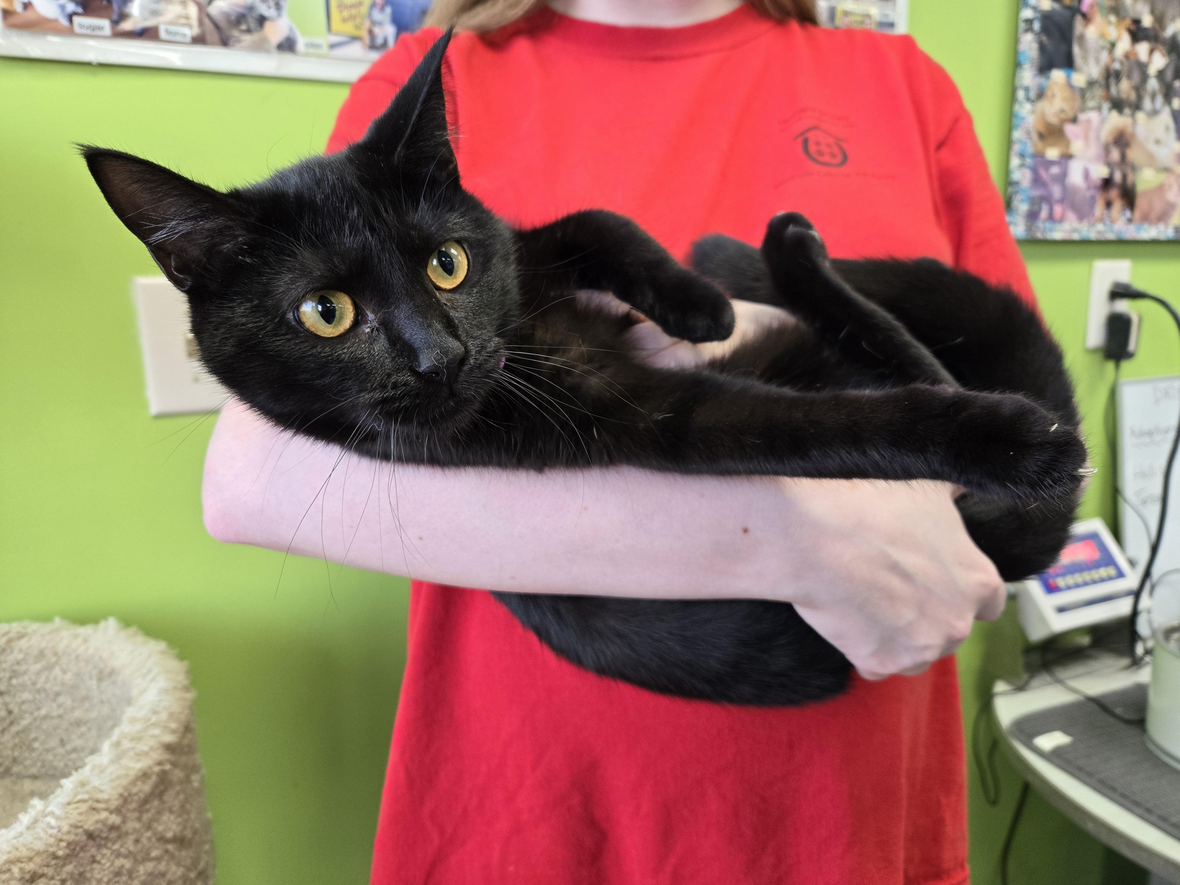 Lana, a Adoptable Domestic Short Hair in Richmond, KY image 3/6