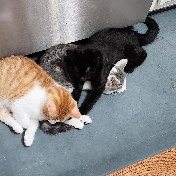 Lana, a Adoptable Domestic Short Hair in Richmond, KY image 5/6