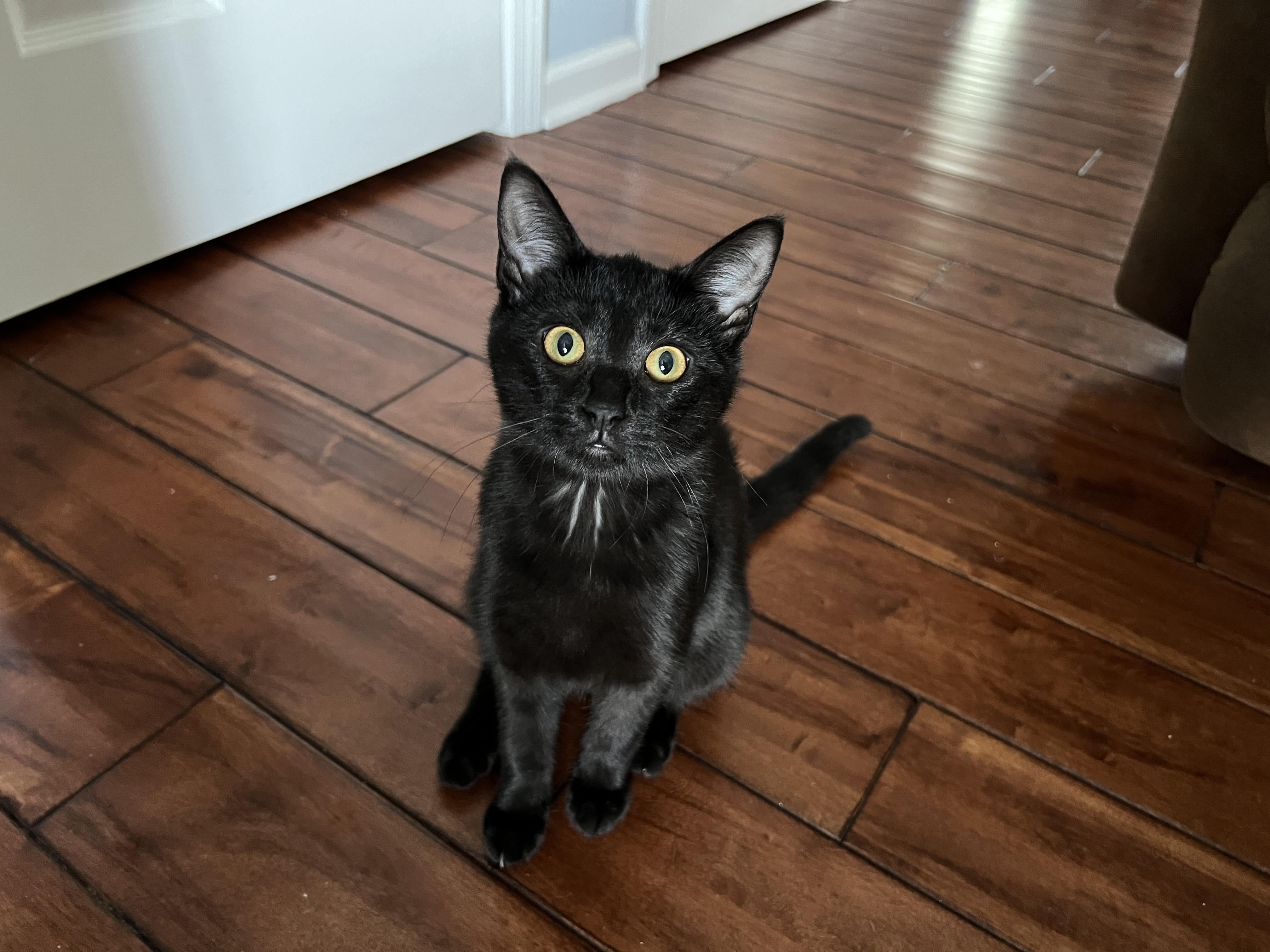 Lana, a Adoptable Domestic Short Hair in Richmond, KY image 4/6