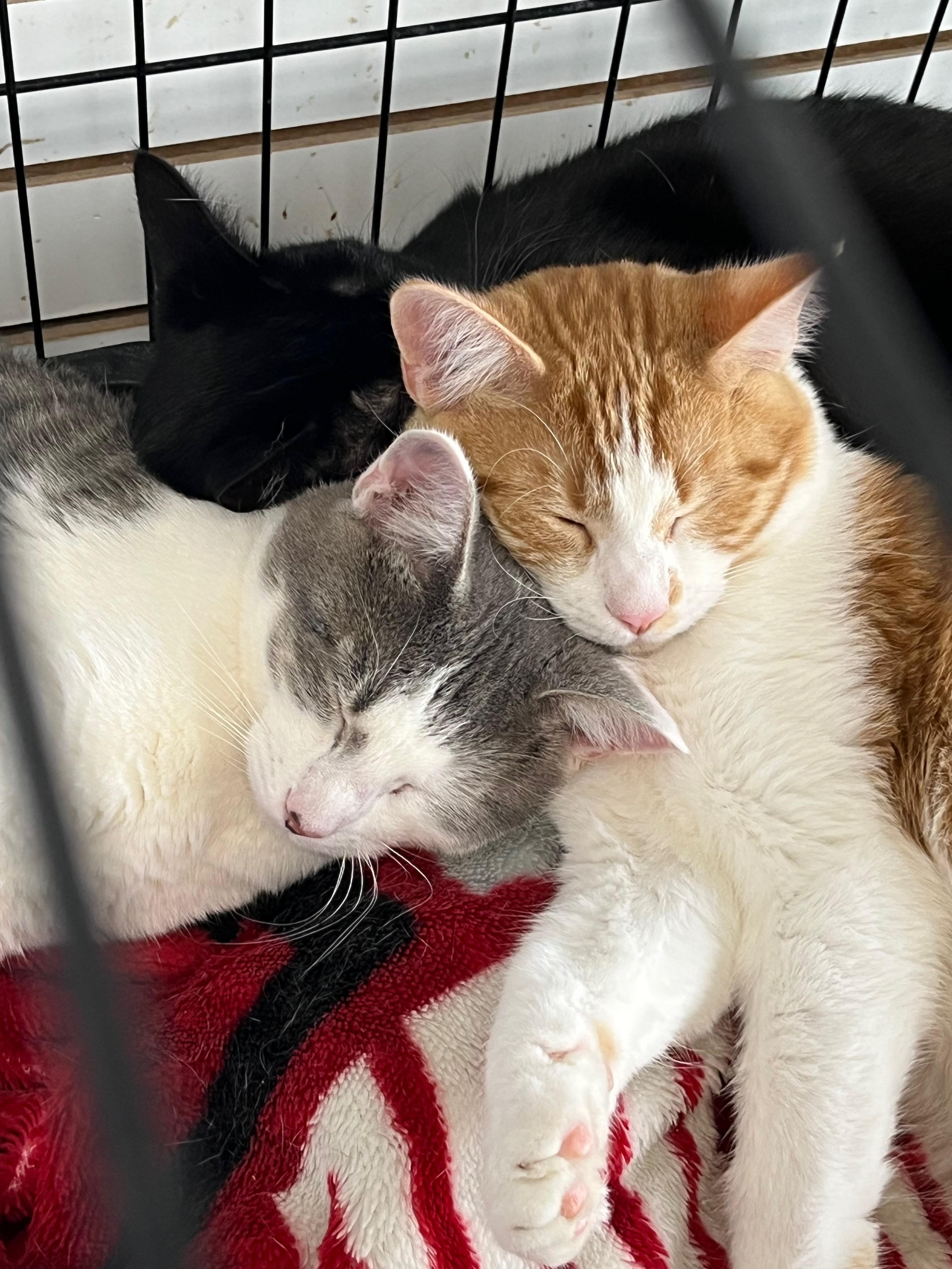 Lana, a Adoptable Domestic Short Hair in Richmond, KY image 6/6