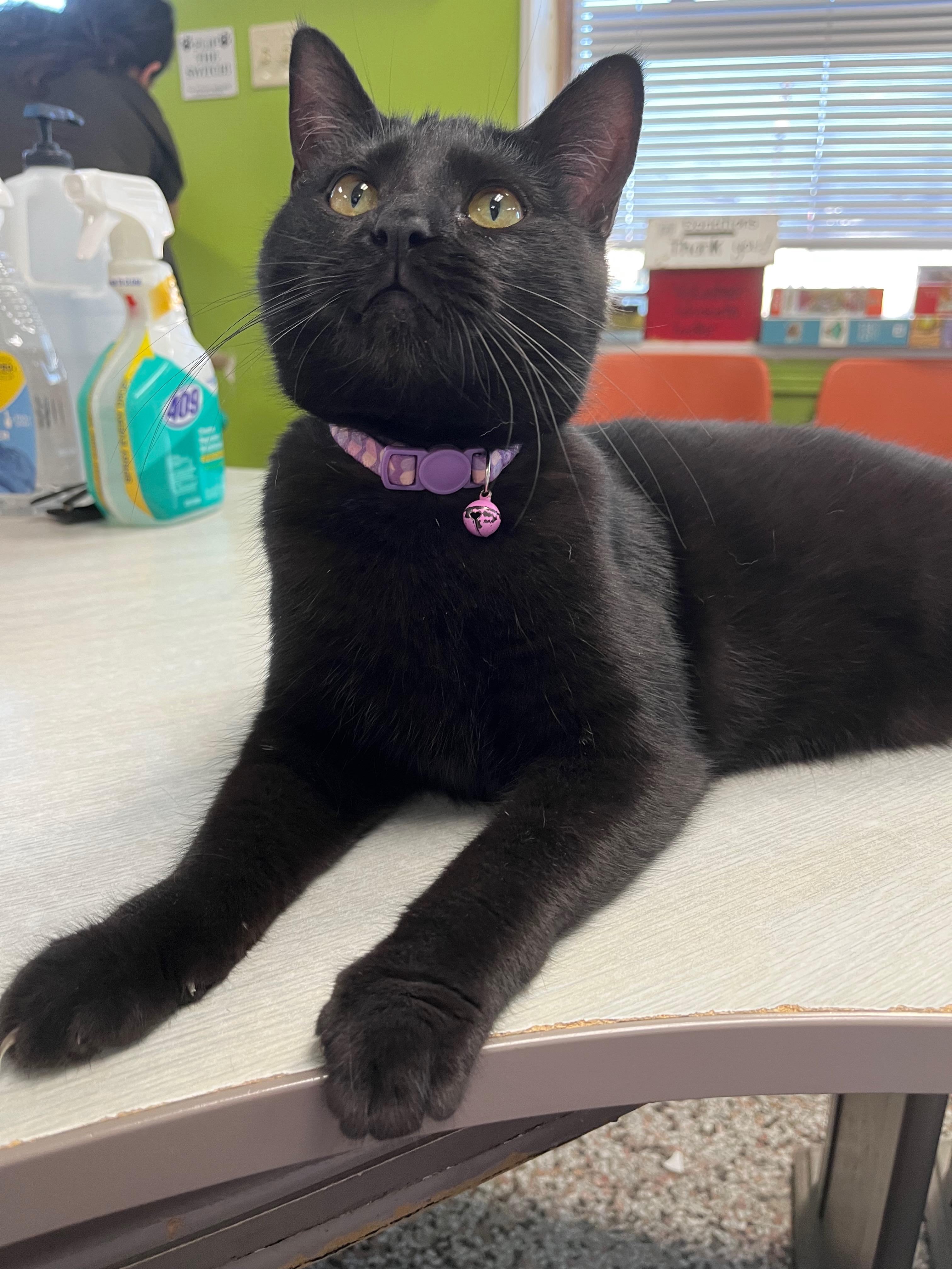 Lana, Adoptable, Kitten Female Domestic Short Hair.