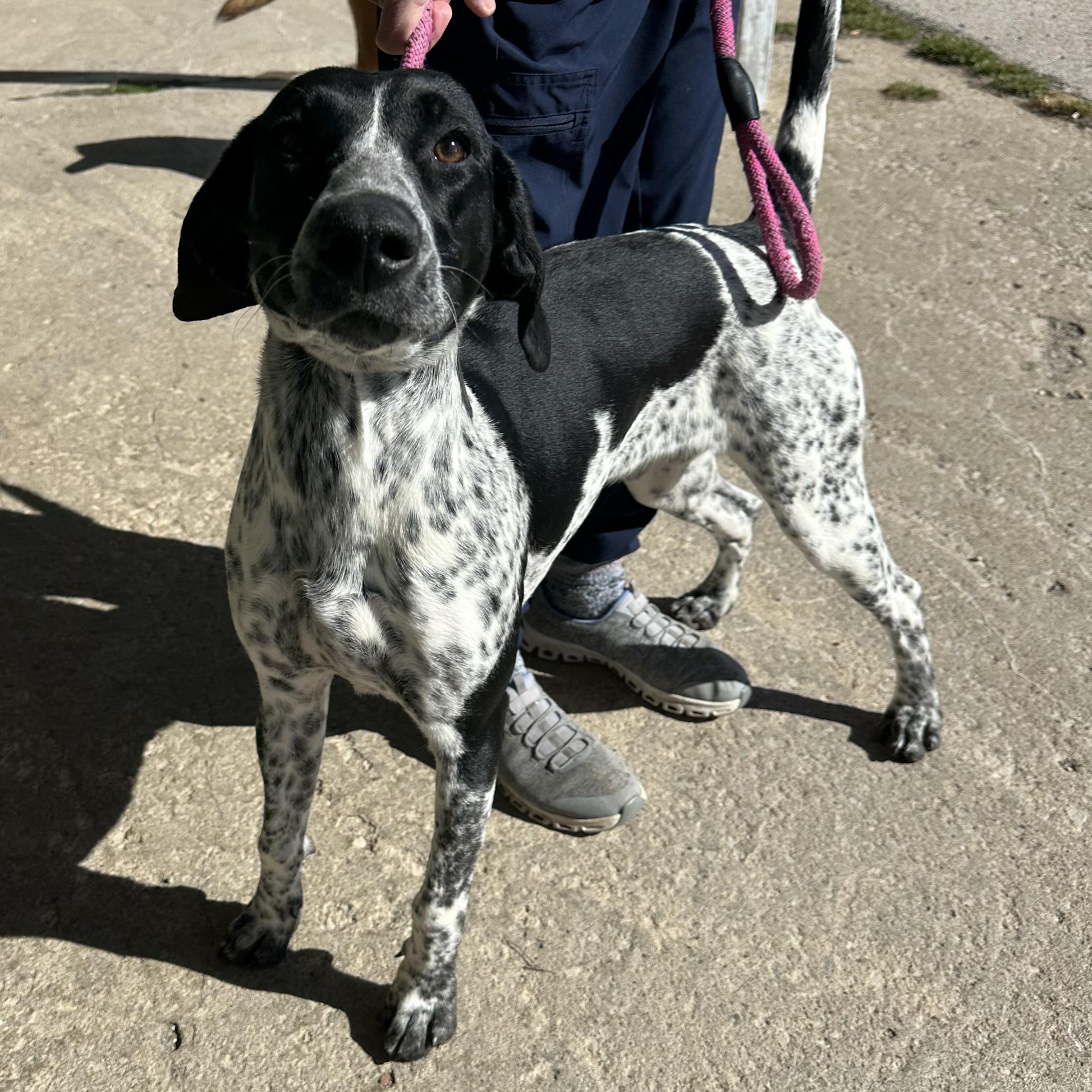 Enlarge Stella, an adopted mixed breed in Trenton, MO image 4/4