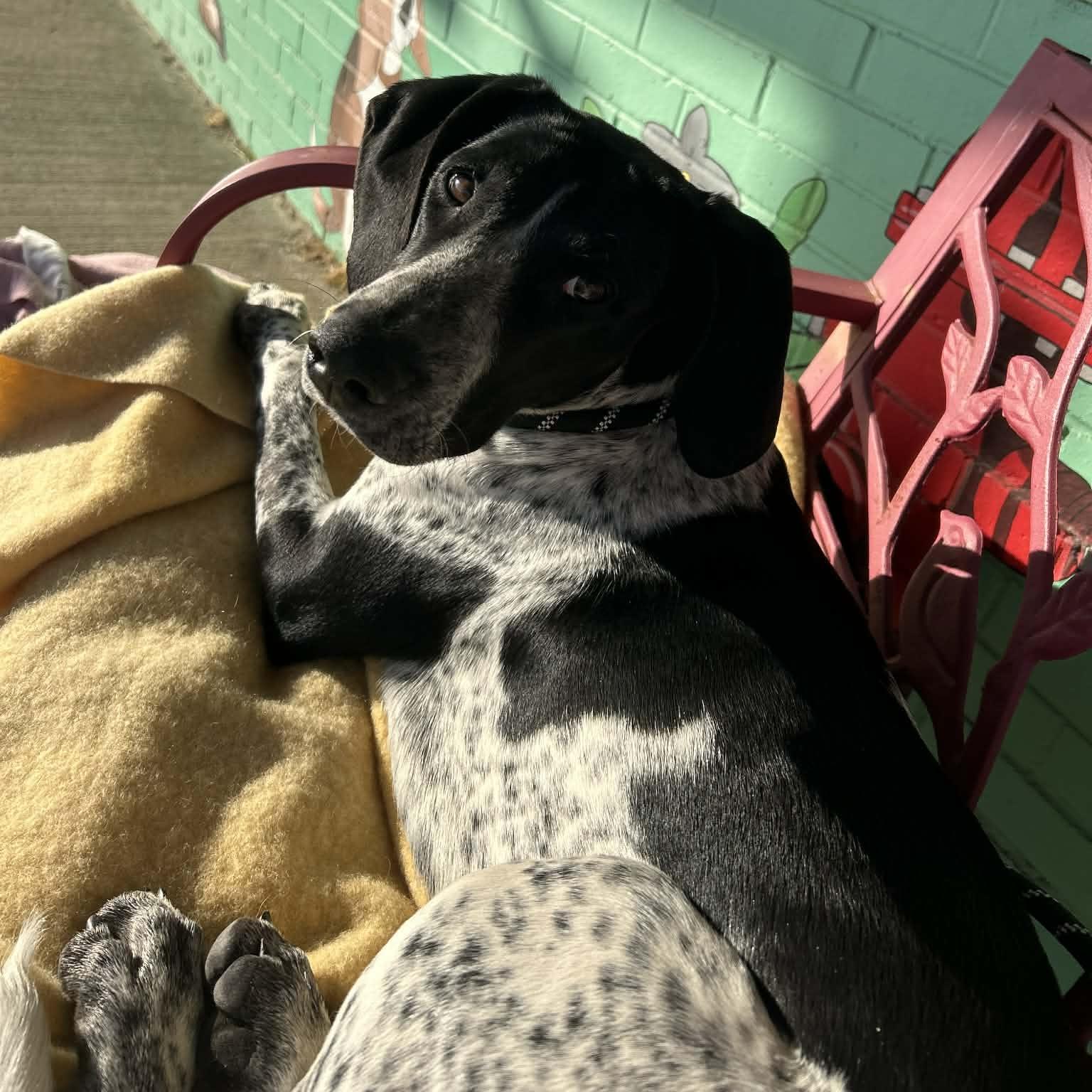 Enlarge Stella, an adopted mixed breed in Trenton, MO image 2/4