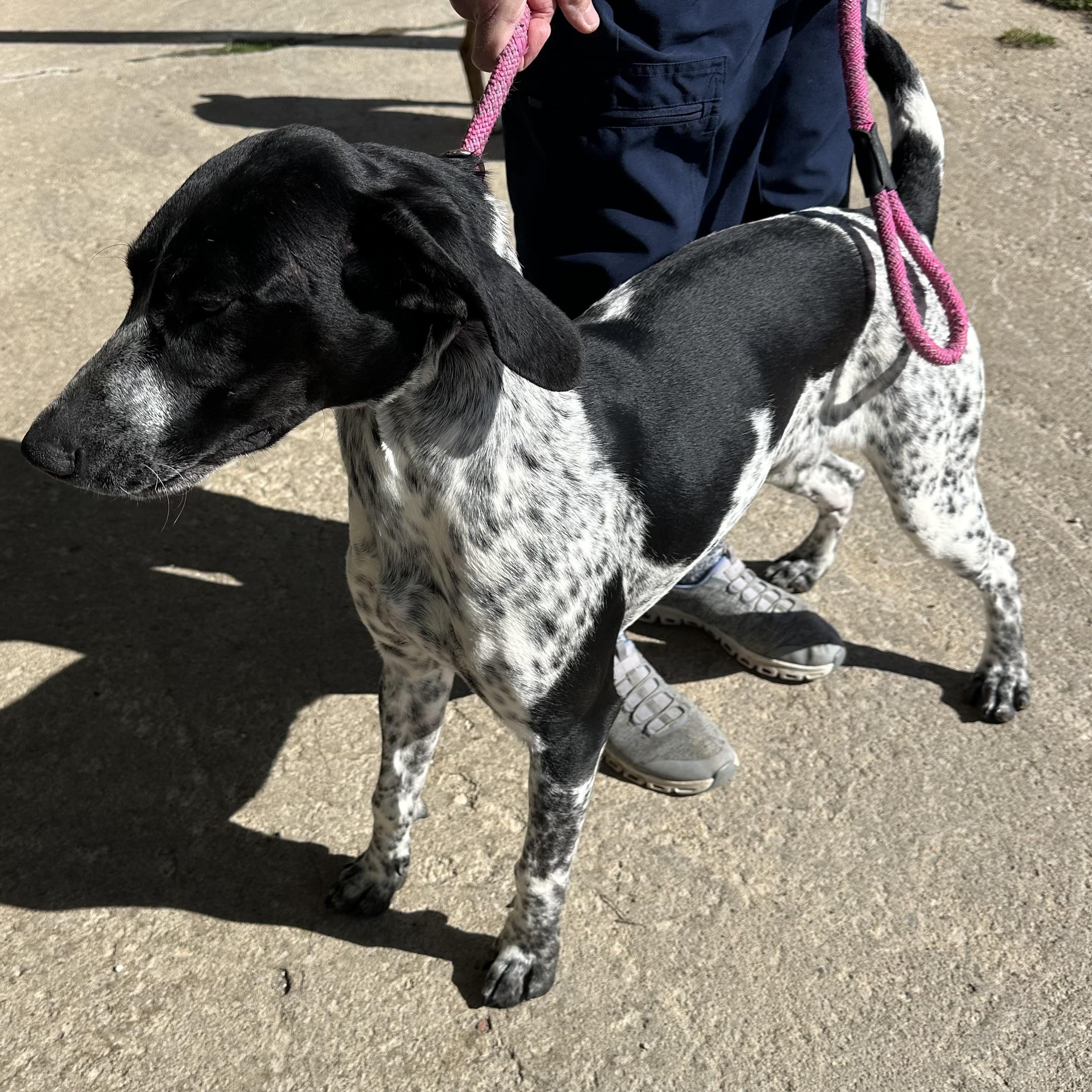 Enlarge Stella, an adopted mixed breed in Trenton, MO image 3/4