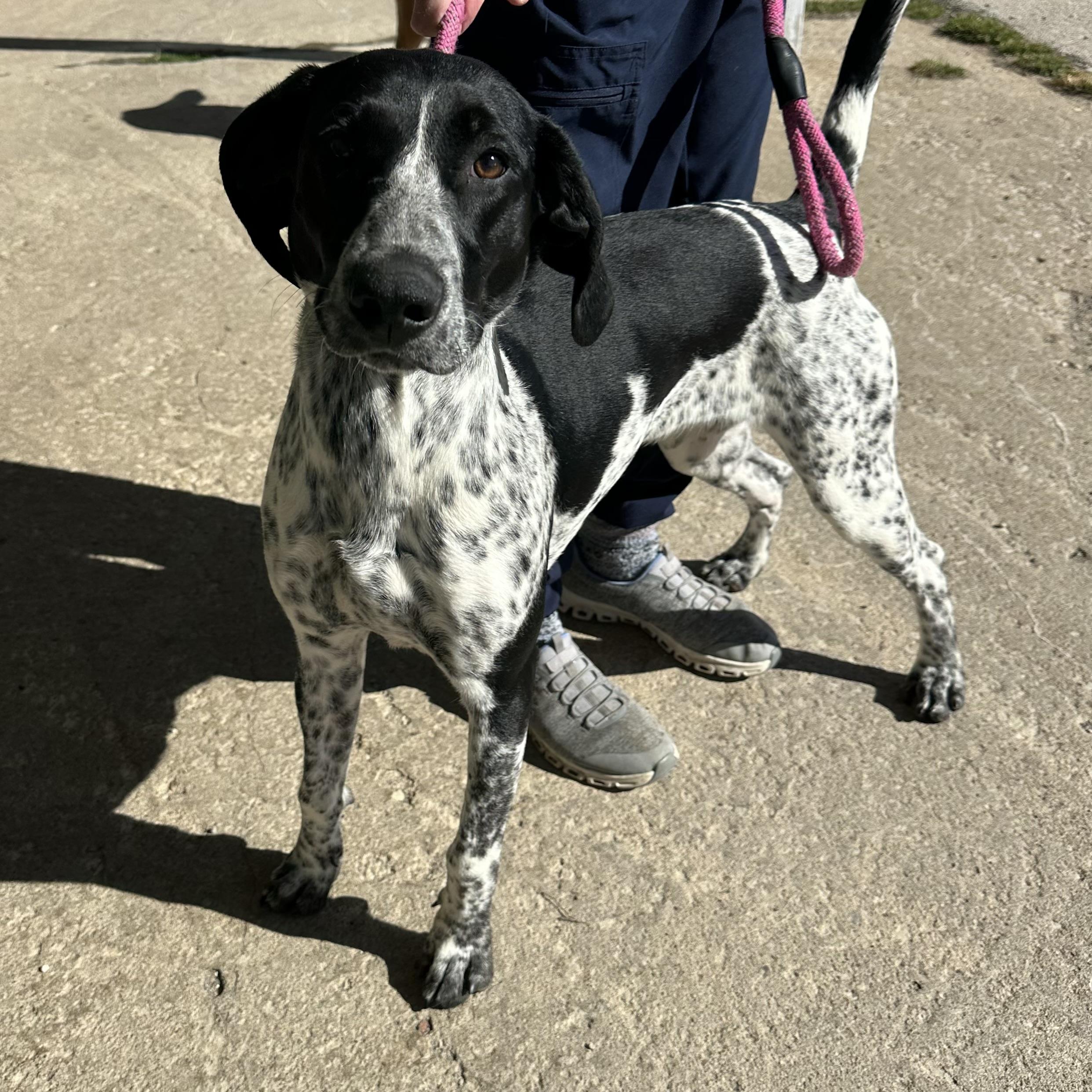 Enlarge Stella, an adopted mixed breed in Trenton, MO image 1/4