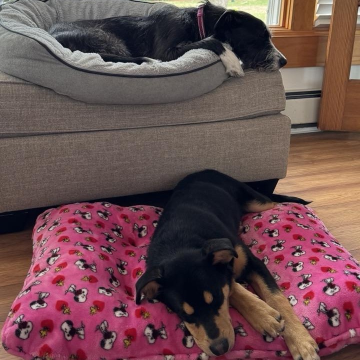 Enlarge Nova, an adopted mixed breed in Sparta, NJ image 5/6