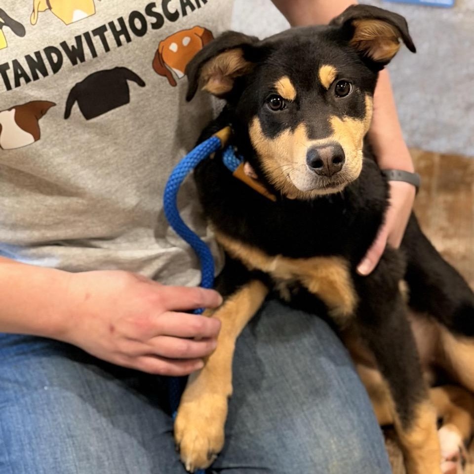 Enlarge Nova, an adopted mixed breed in Sparta, NJ image 6/6