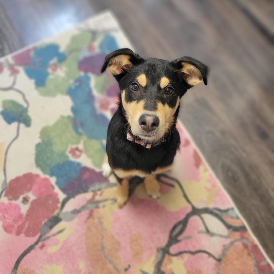 Enlarge Nova, an adopted mixed breed in Sparta, NJ image 2/6