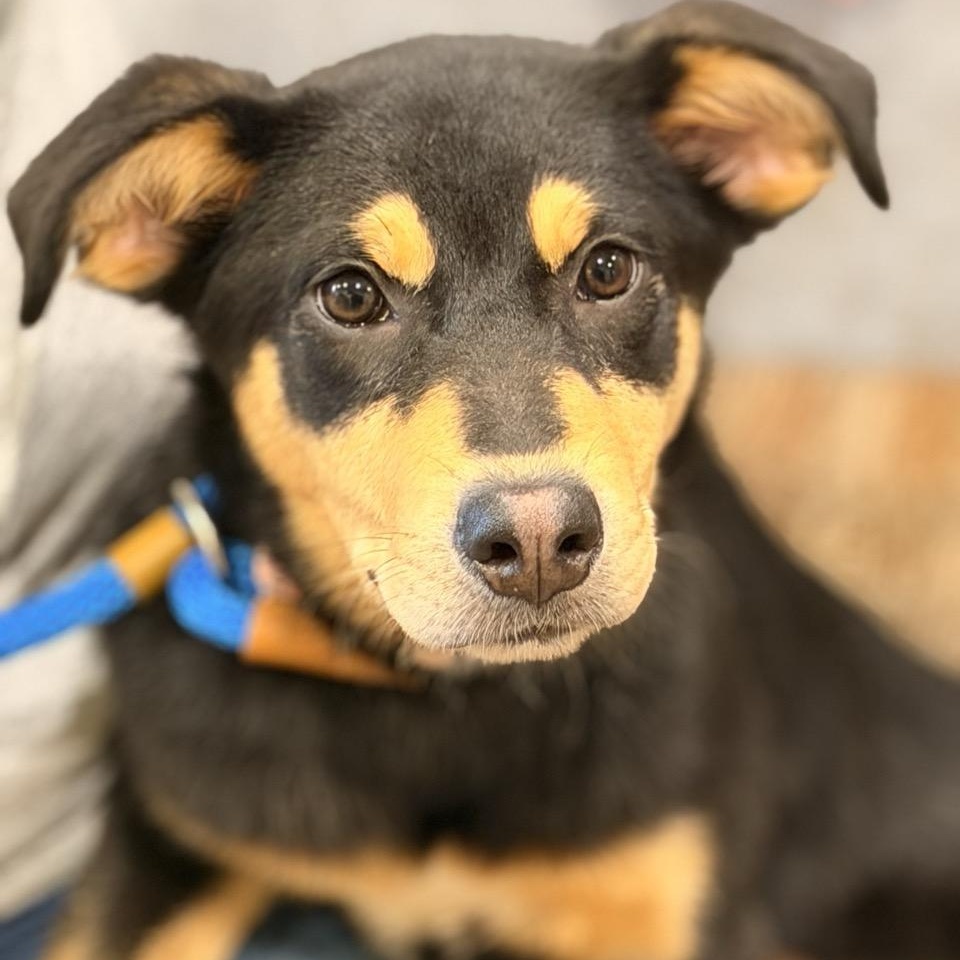 Enlarge Nova, an adopted mixed breed in Sparta, NJ image 3/6