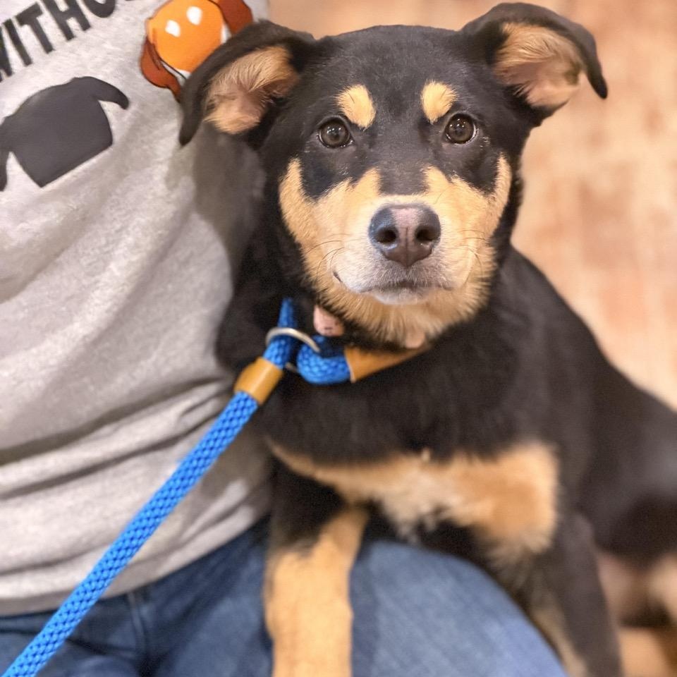 Nova, adopted, Puppy Female Labrador Retriever & Australian Shepherd.