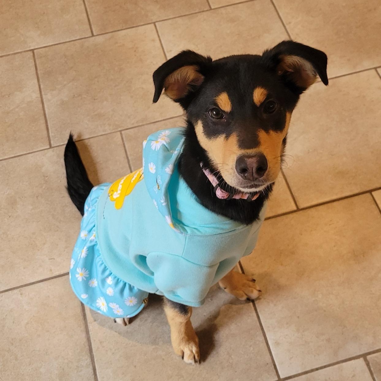 Enlarge Nova, an adopted mixed breed in Sparta, NJ image 4/6