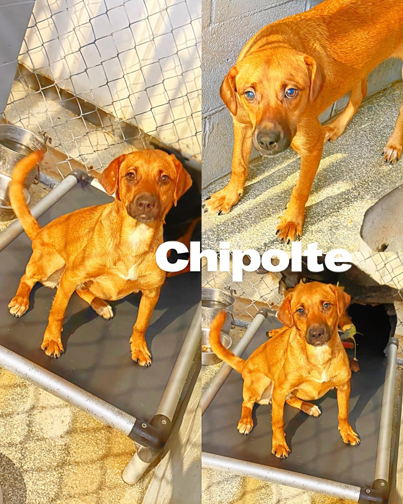 Enlarge Chipolte, a Adoptable Labrador Retriever in Saint James, MO image 1/3