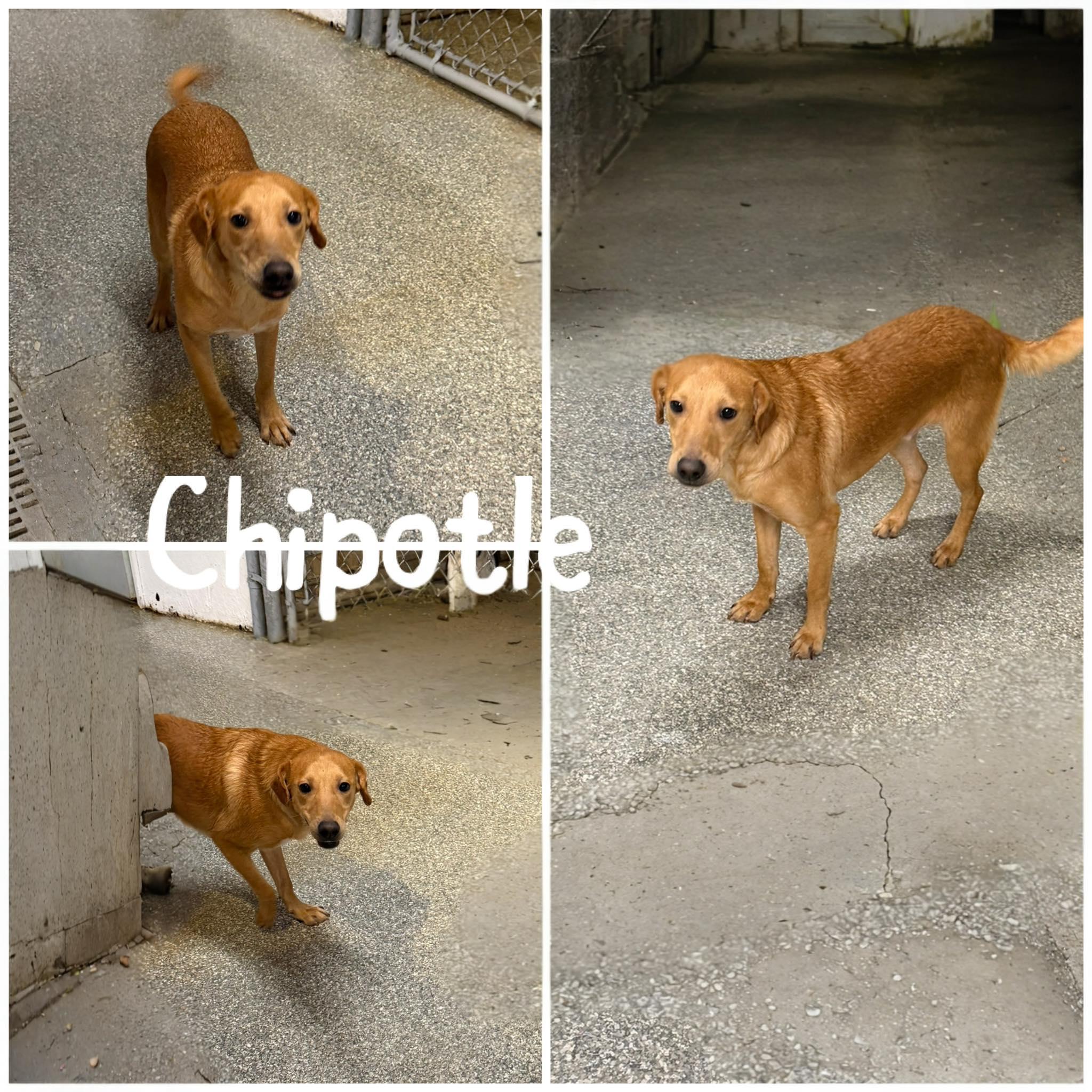 Enlarge Chipolte, a Adoptable Labrador Retriever in Saint James, MO image 1/4