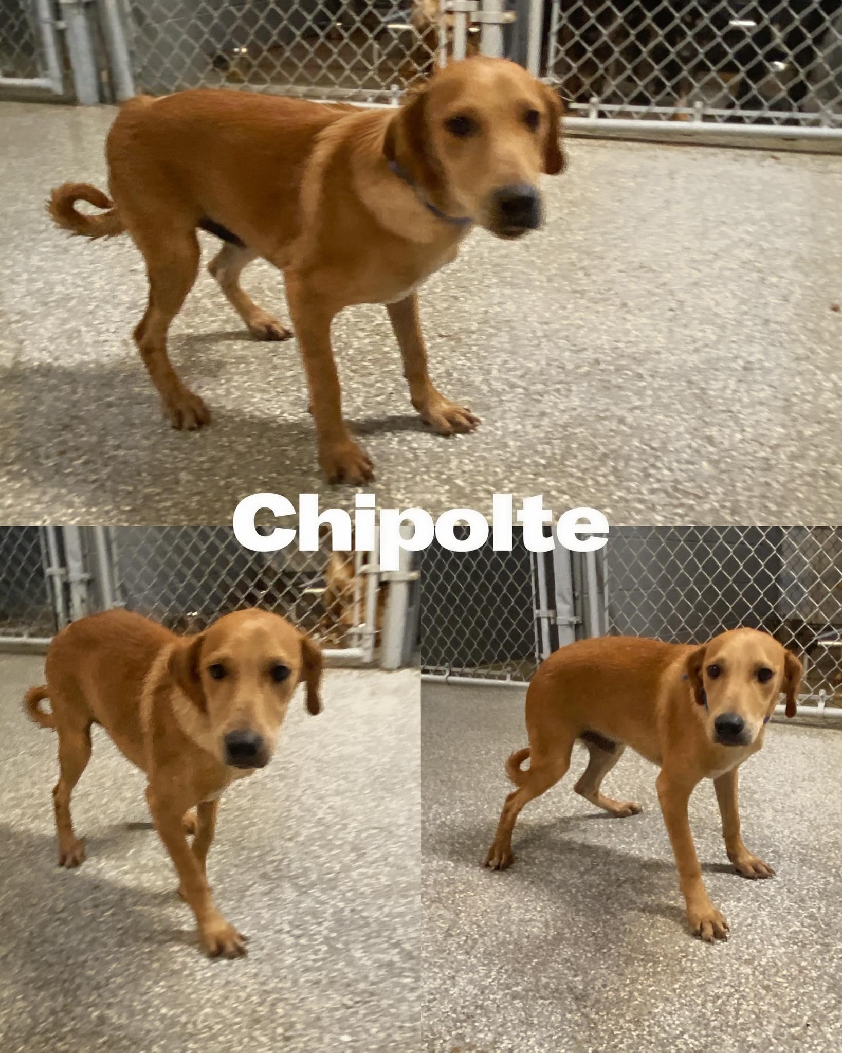 Enlarge Chipolte, a Adoptable Labrador Retriever in Saint James, MO image 2/2