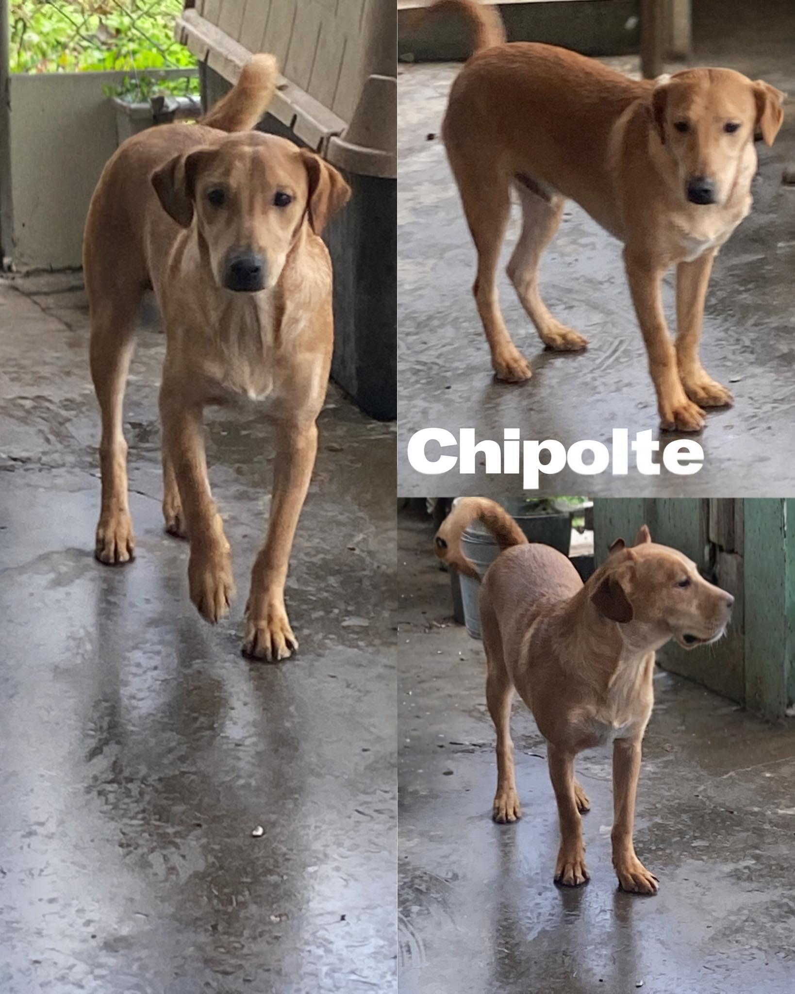 Enlarge Chipolte, a Adoptable Labrador Retriever in Saint James, MO image 1/2