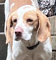 Enlarge Honey Bea, a ADOPTABLE Beagle in Atco, NJ image 1/1