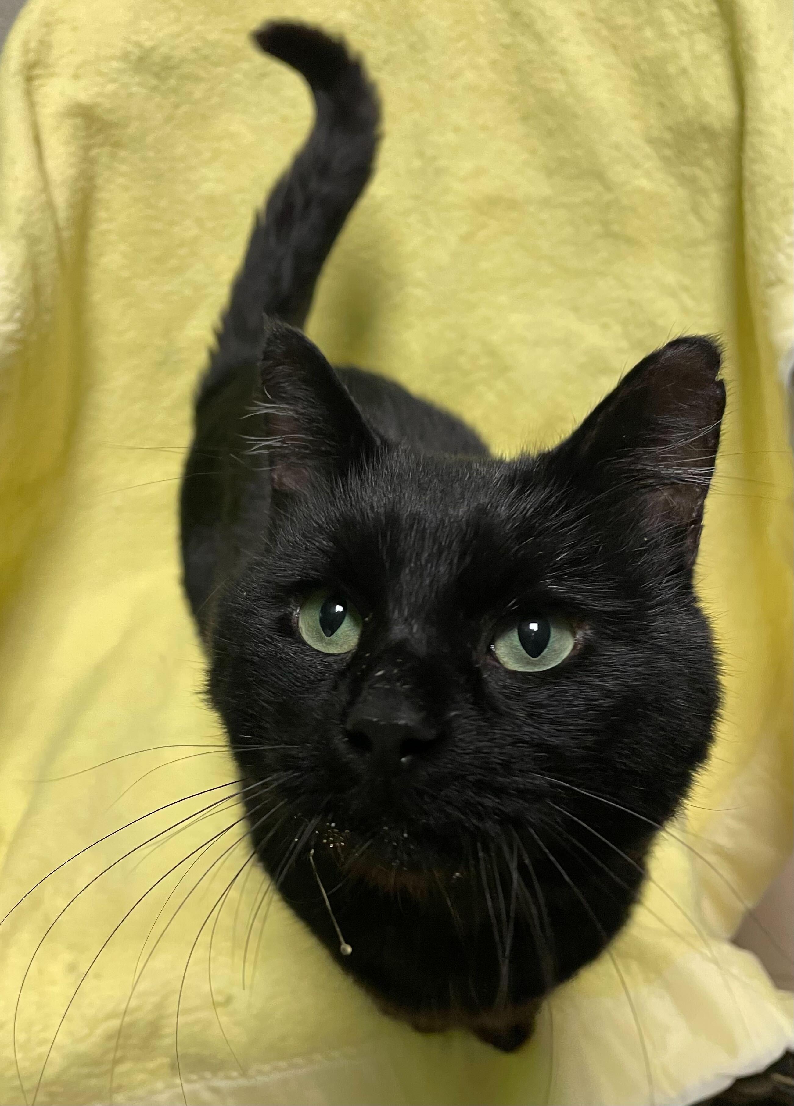 Enlarge Kenny, a Adoptable Domestic Short Hair in Jackson, MI image 2/6