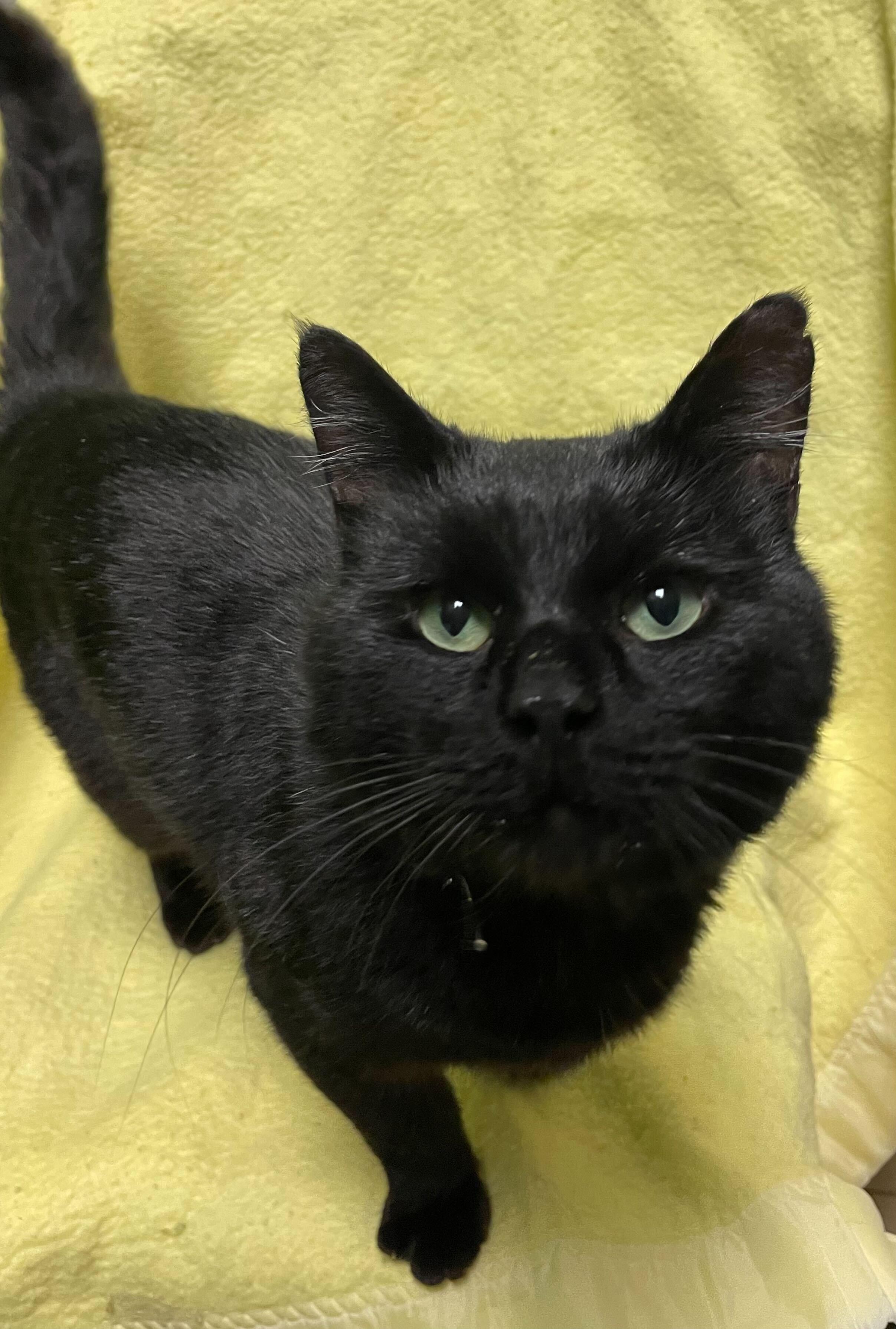 Enlarge Kenny, a Adoptable Domestic Short Hair in Jackson, MI image 3/6