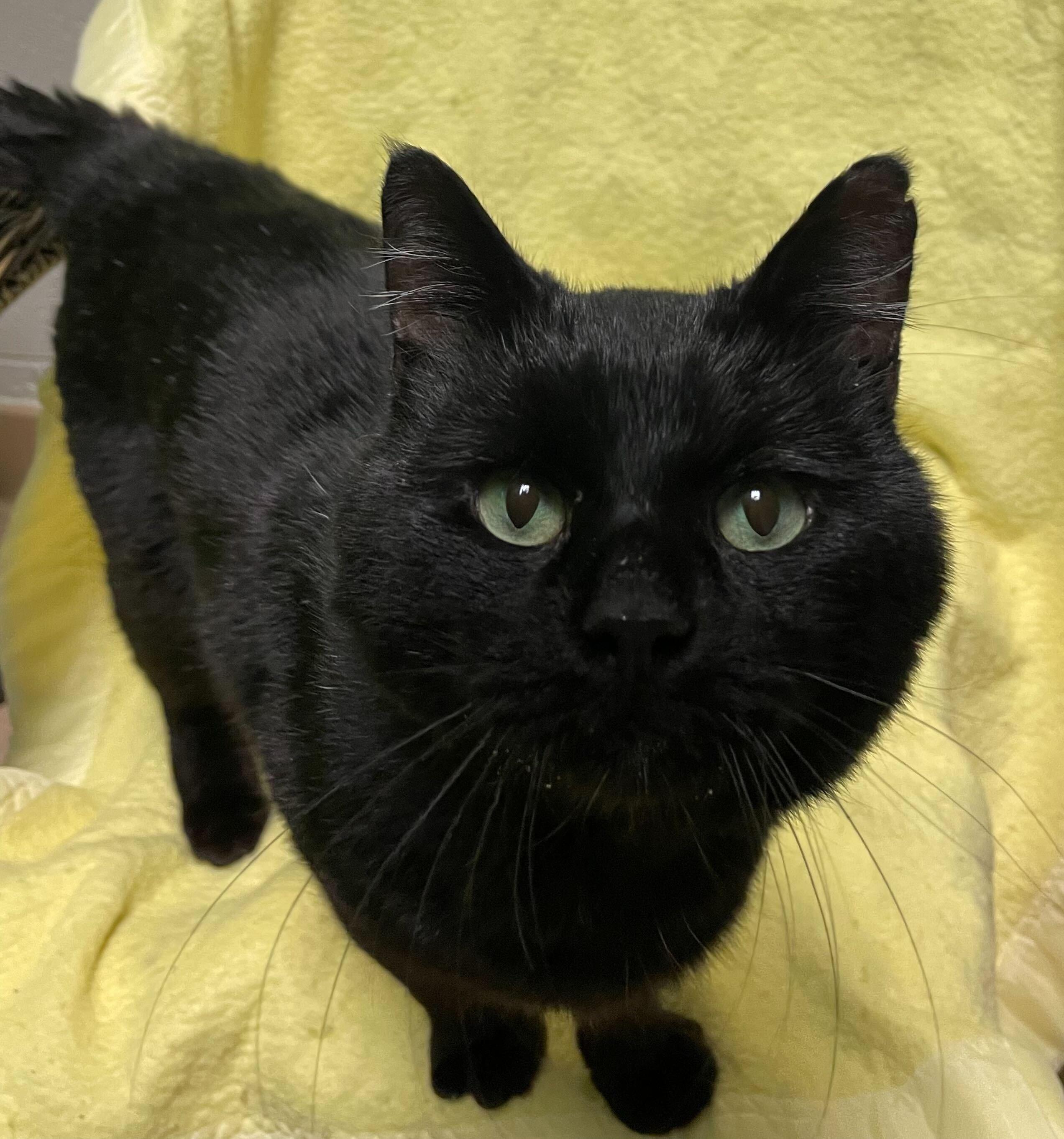 Enlarge Kenny, a Adoptable Domestic Short Hair in Jackson, MI image 4/6