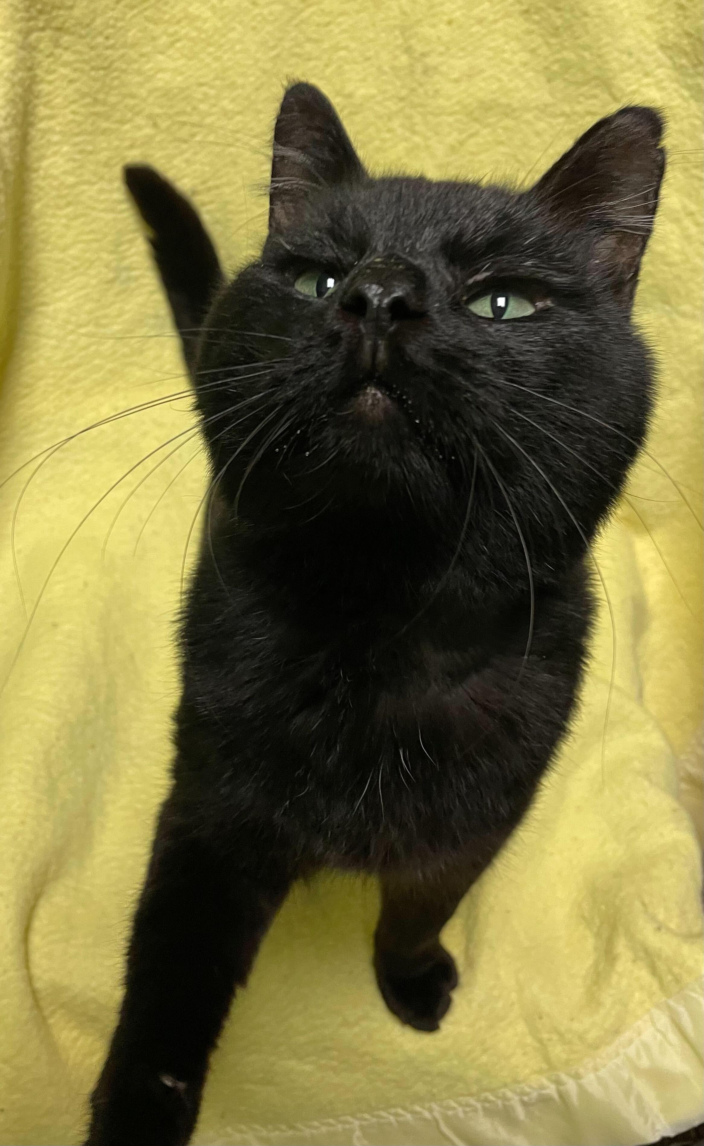 Enlarge Kenny, a Adoptable Domestic Short Hair in Jackson, MI image 5/6