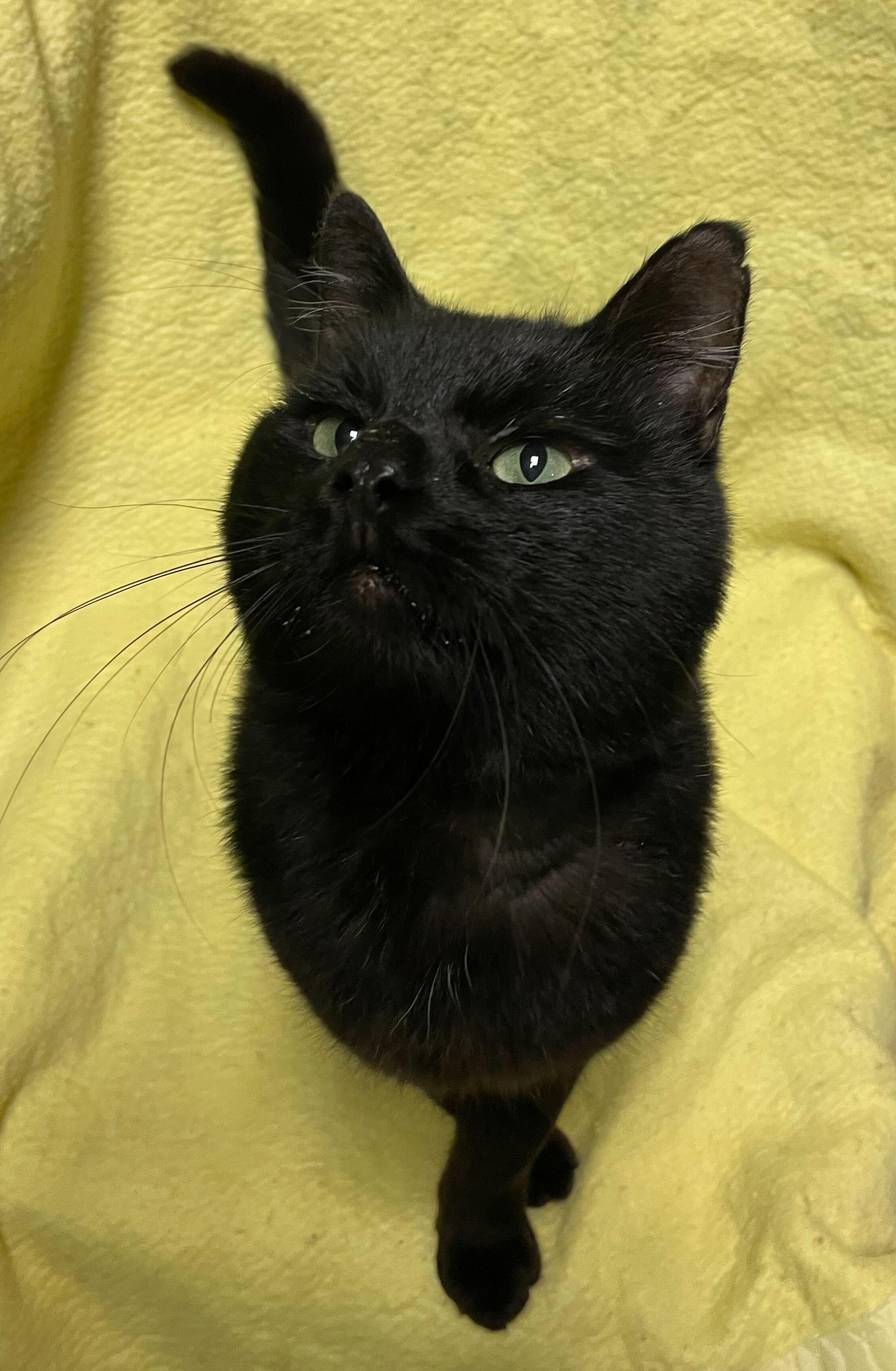 Kenny, Adoptable, Senior Male Domestic Short Hair.