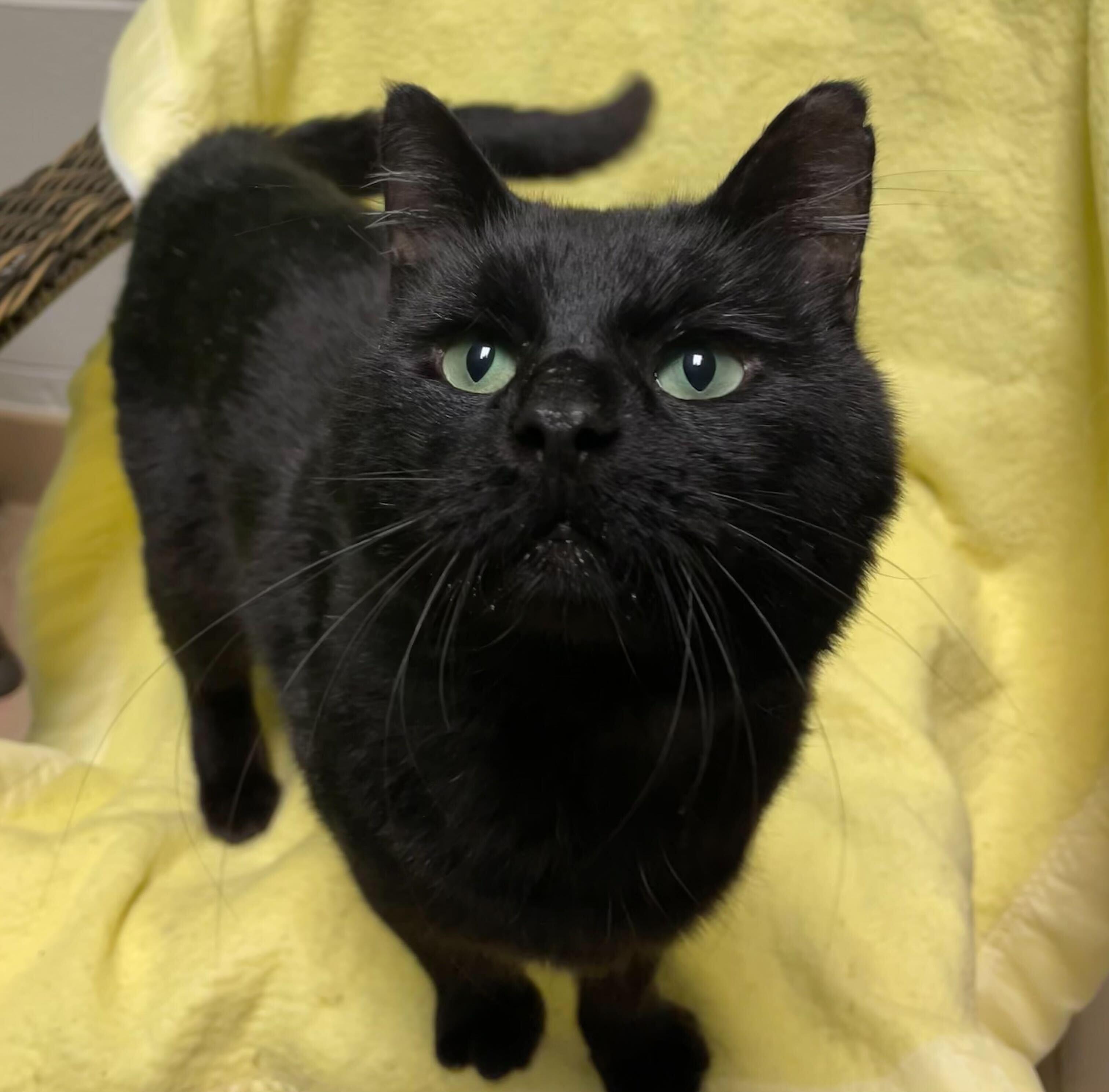 Enlarge Kenny, a Adoptable Domestic Short Hair in Jackson, MI image 6/6
