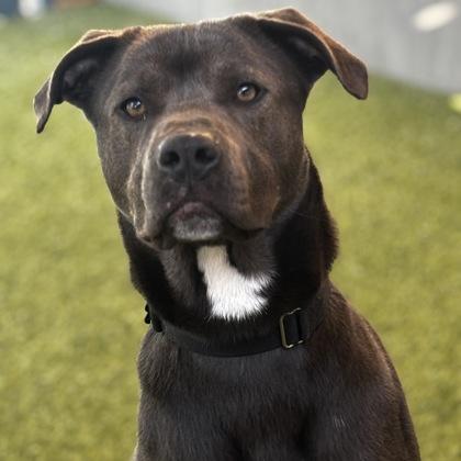 Curly, Adoptable, Adult Male Mixed Breed & Mixed Breed.