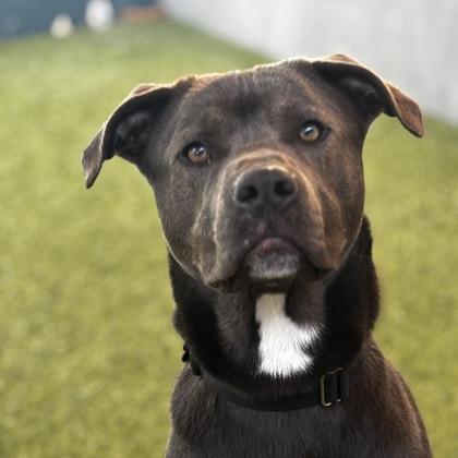 Enlarge Curly, a Adoptable mixed breed in Merriam, KS image 2/3