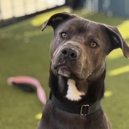 Enlarge Curly, a Adoptable mixed breed in Merriam, KS image 3/3