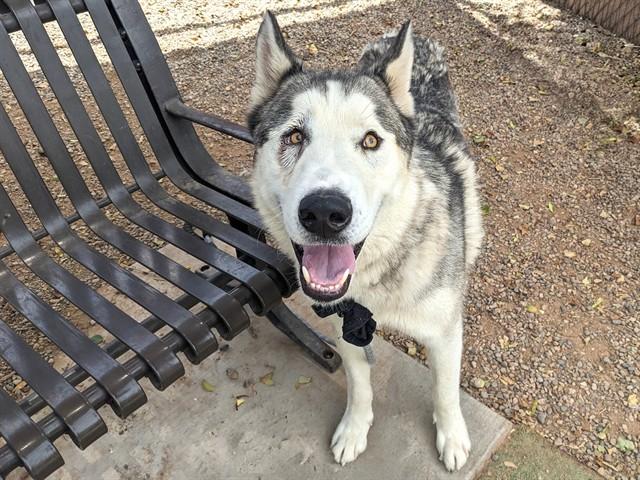 NORTHMAN, Adoptable, Adult Male Siberian Husky.