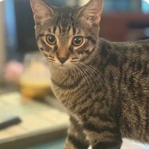 Enlarge T`eo, a Adoptable Domestic Short Hair in Royal Oak, MI image 5/6