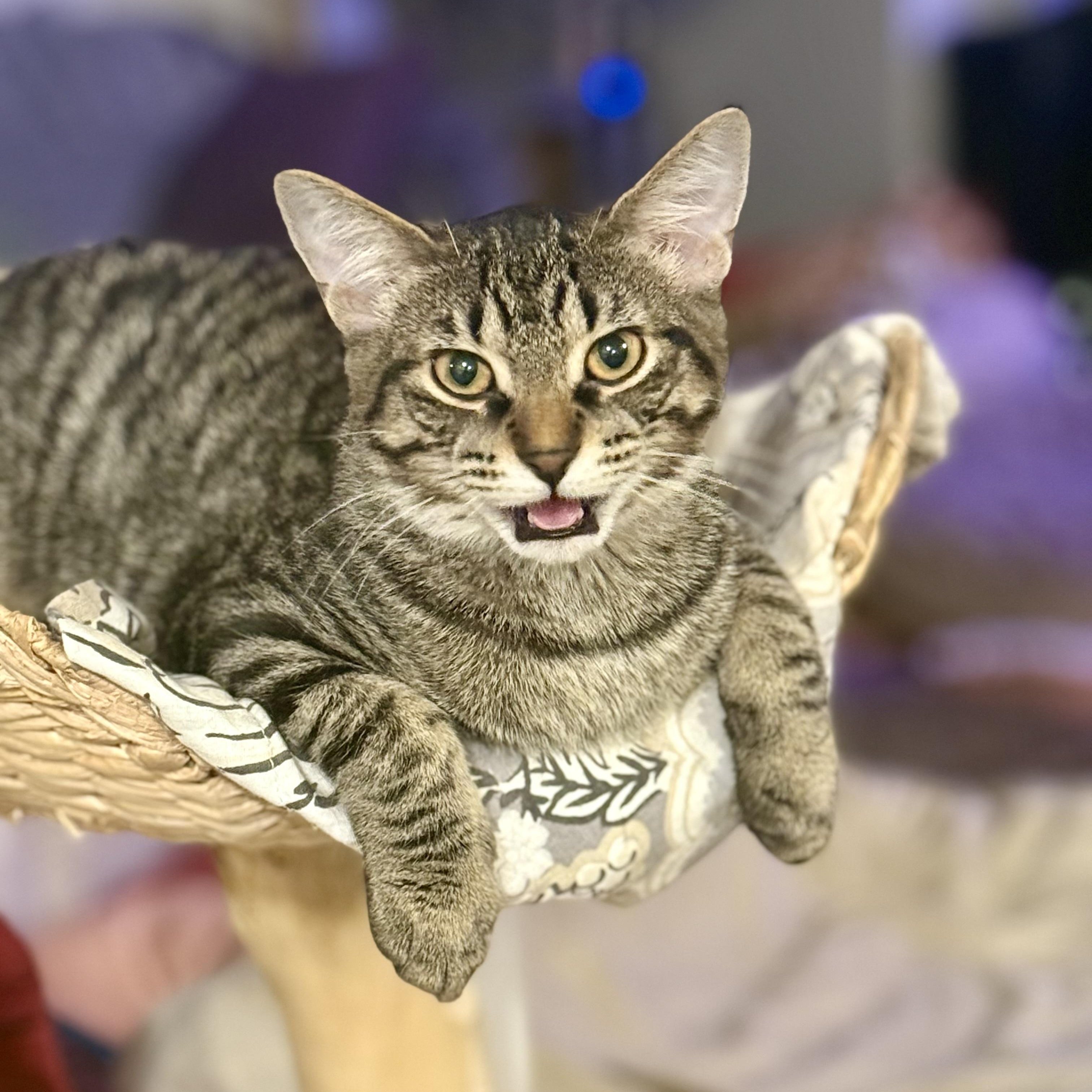 Enlarge T`eo, a Adoptable Domestic Short Hair in Royal Oak, MI image 2/6