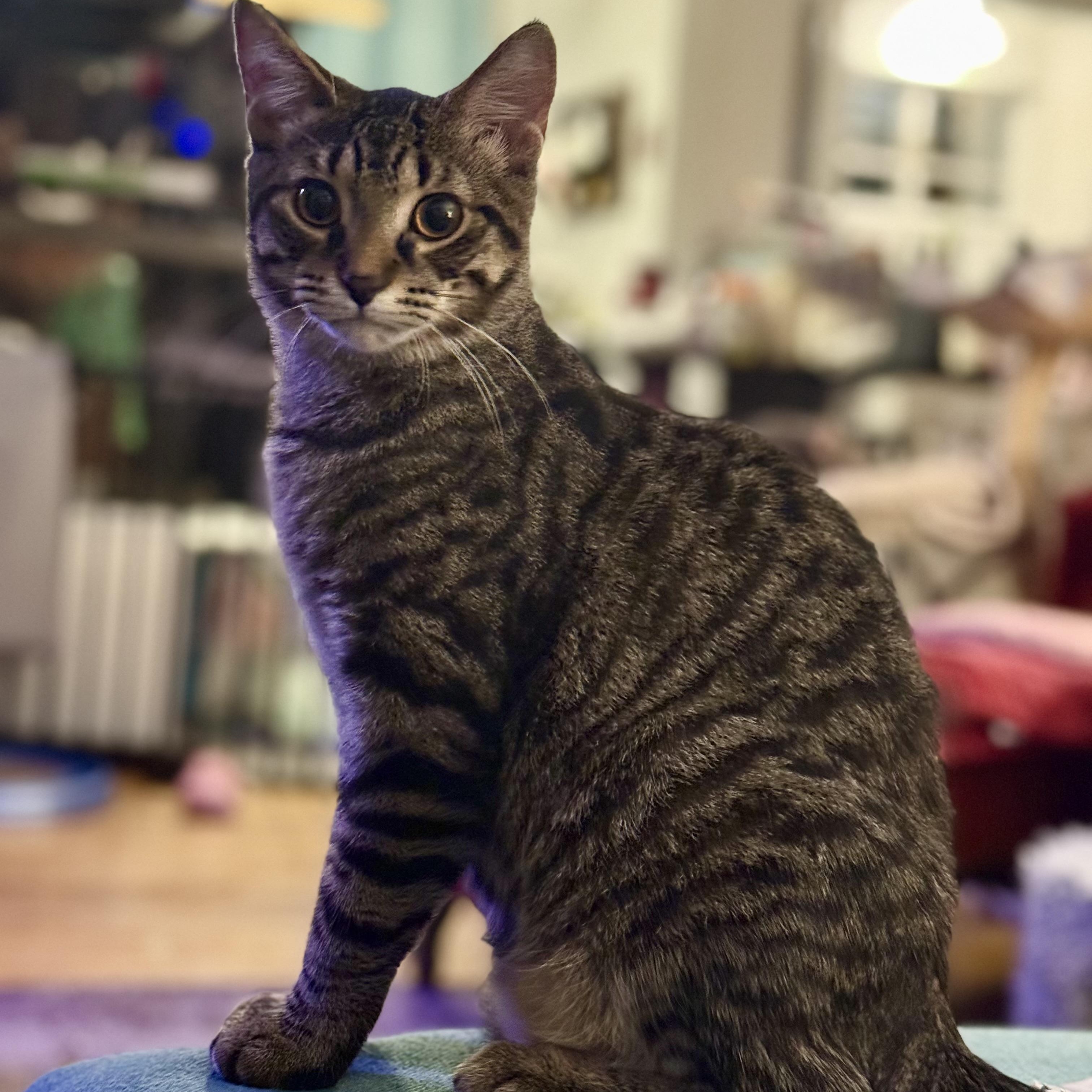 Enlarge T`eo, a Adoptable Domestic Short Hair in Royal Oak, MI image 3/6