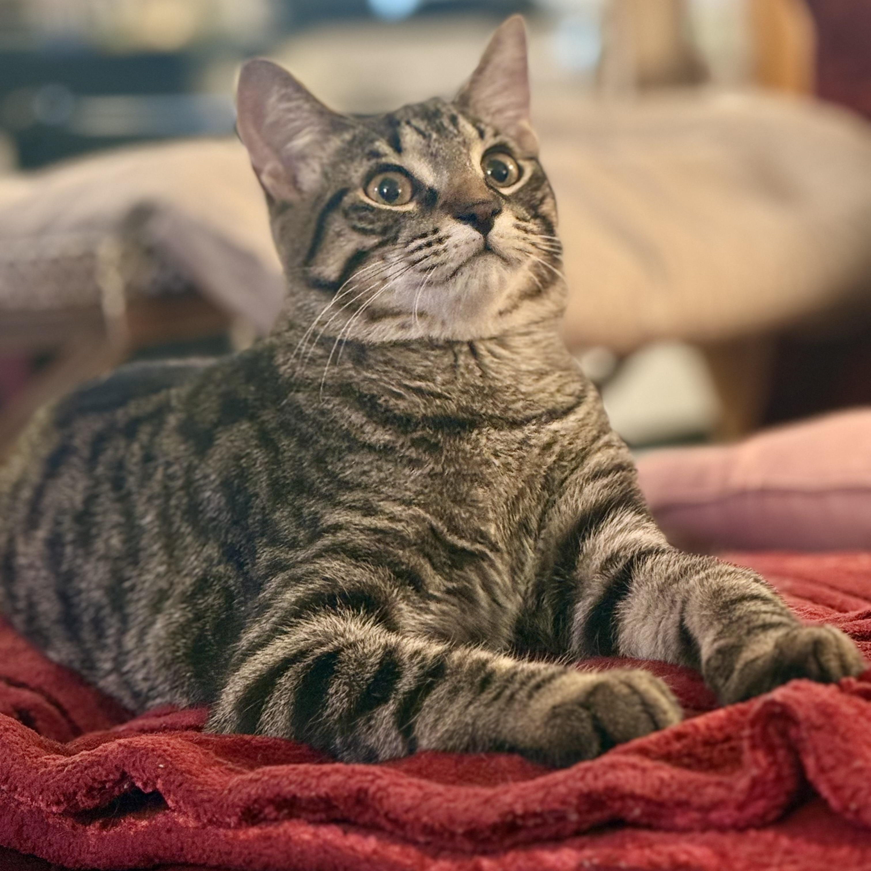 T`eo, Adoptable, Young Male Domestic Short Hair.