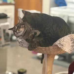 Enlarge T`eo, a Adoptable Domestic Short Hair in Royal Oak, MI image 6/6