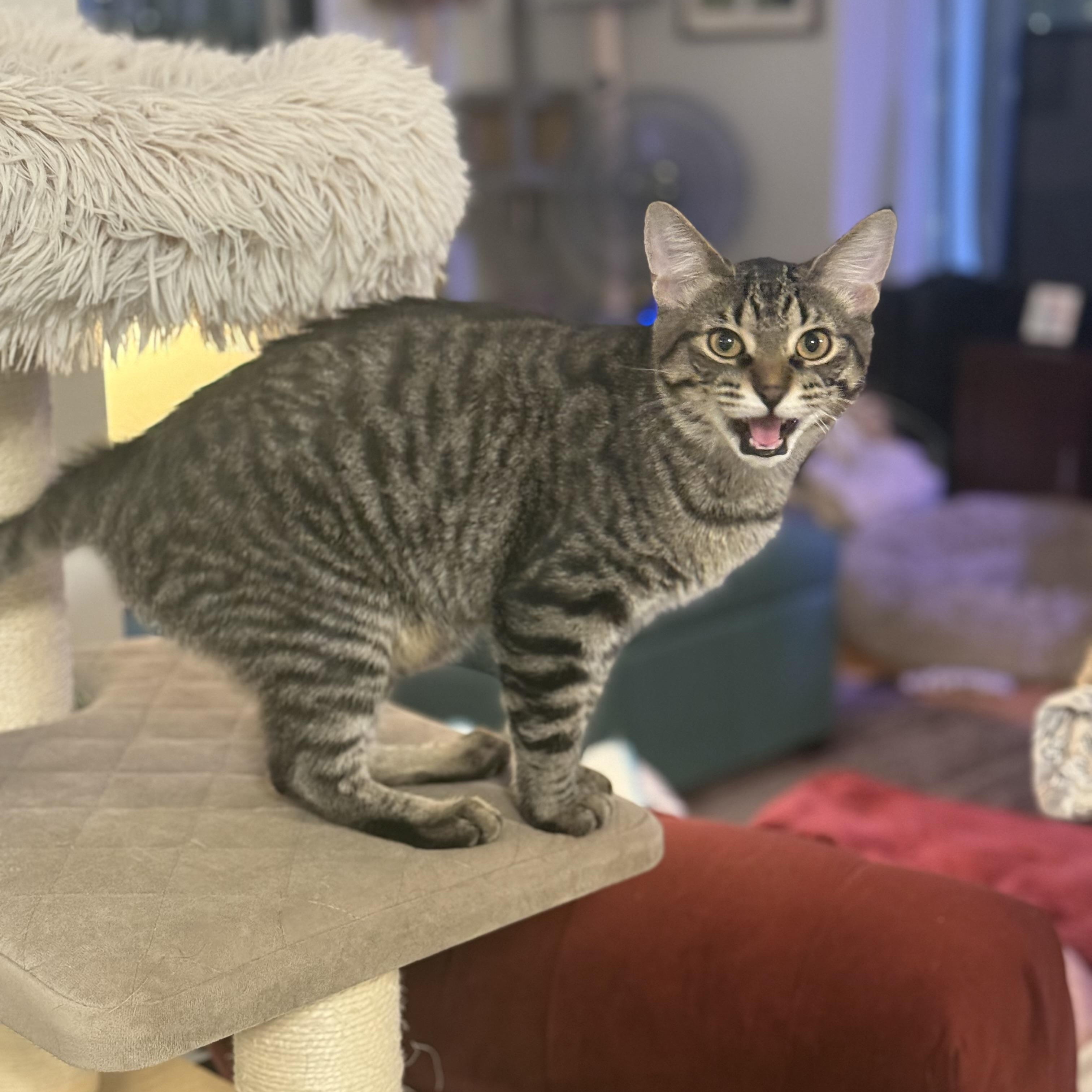 Enlarge T`eo, a Adoptable Domestic Short Hair in Royal Oak, MI image 4/6