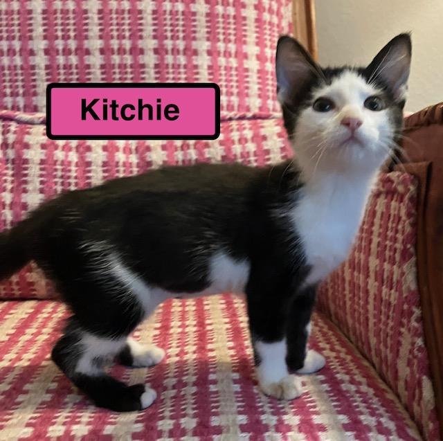 Enlarge Kitchie, an adopted Domestic Short Hair in Zimmerman, MN image 1/1