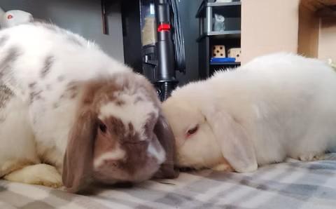 Shima & Gleoite, adopted, Adult Female Lop Eared.