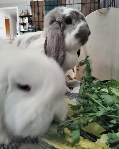 Enlarge Shima & Gleoite, an adopted mixed breed in Utica, NY image 3/3