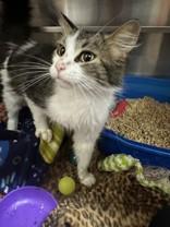 Star, ADOPTABLE, Adult Female Domestic Medium Hair.