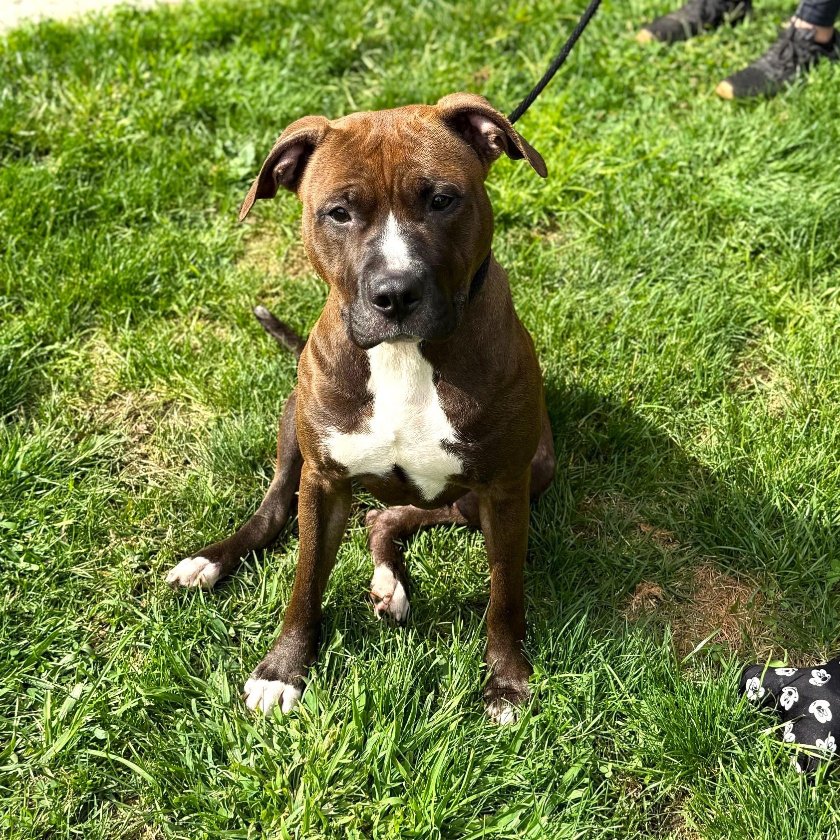 Mandala, a Adoptable Mixed Breed in Brookhaven, NY image 4/5