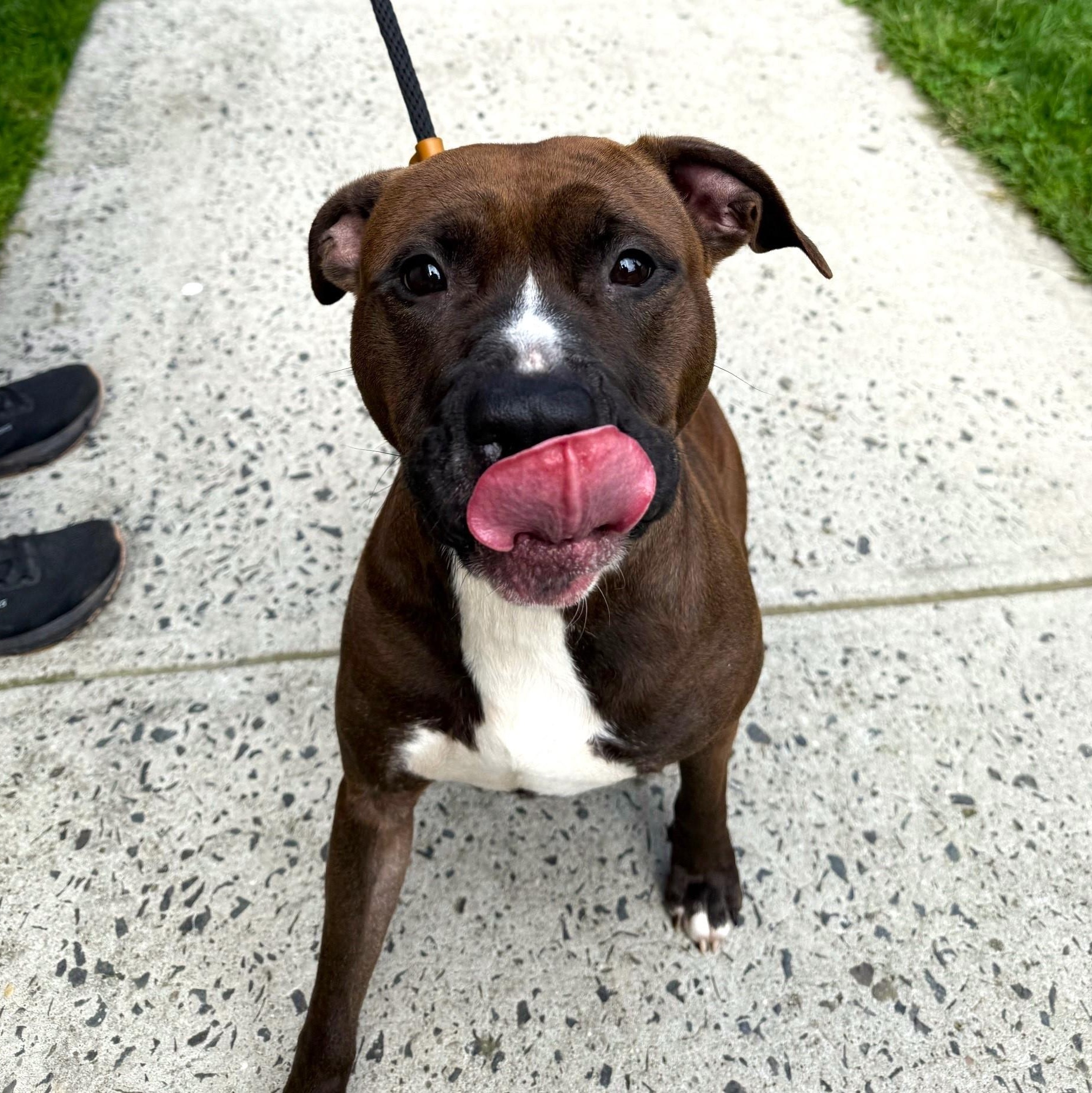 Mandala, a Adoptable Mixed Breed in Brookhaven, NY image 2/5