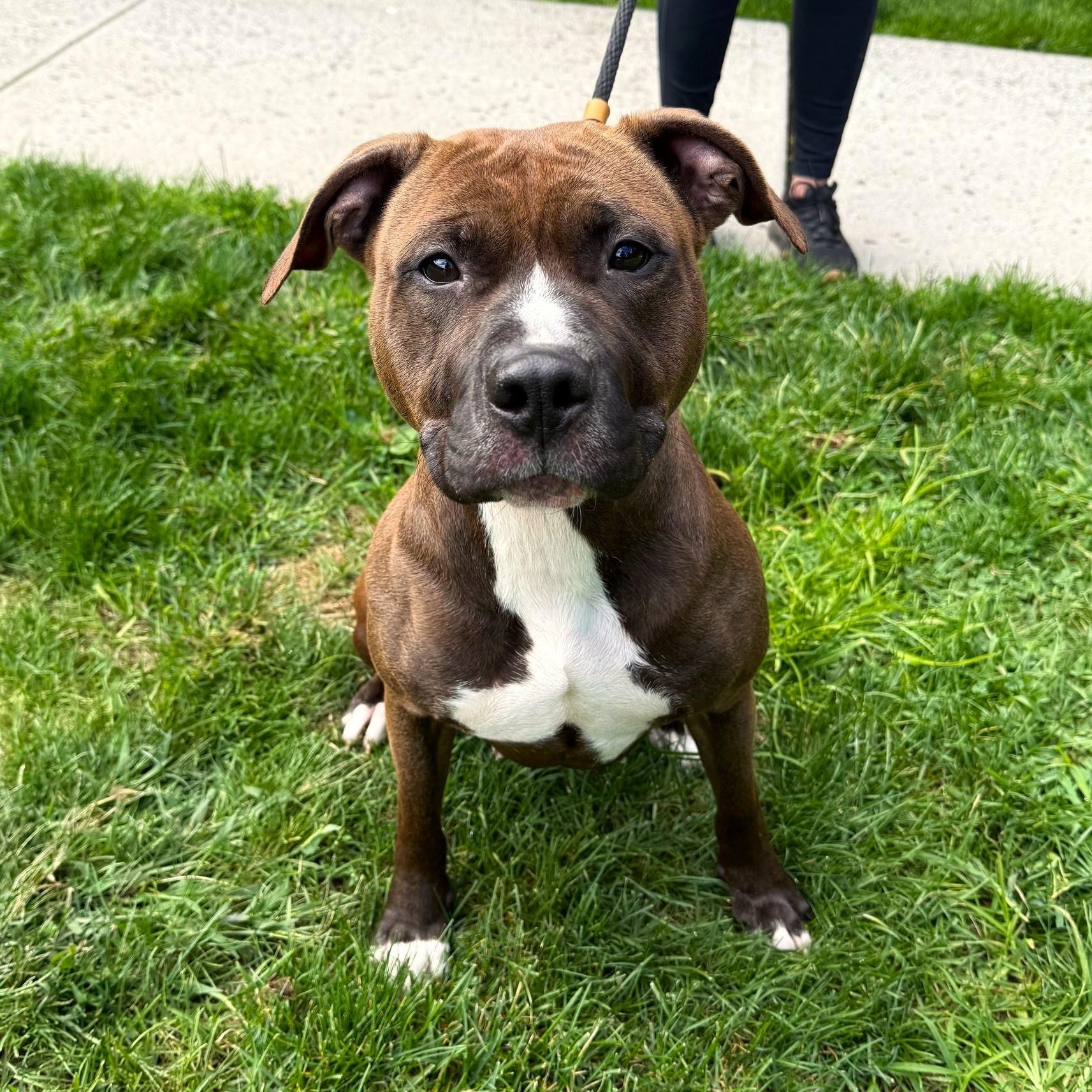 Mandala, a Adoptable Mixed Breed in Brookhaven, NY image 3/5