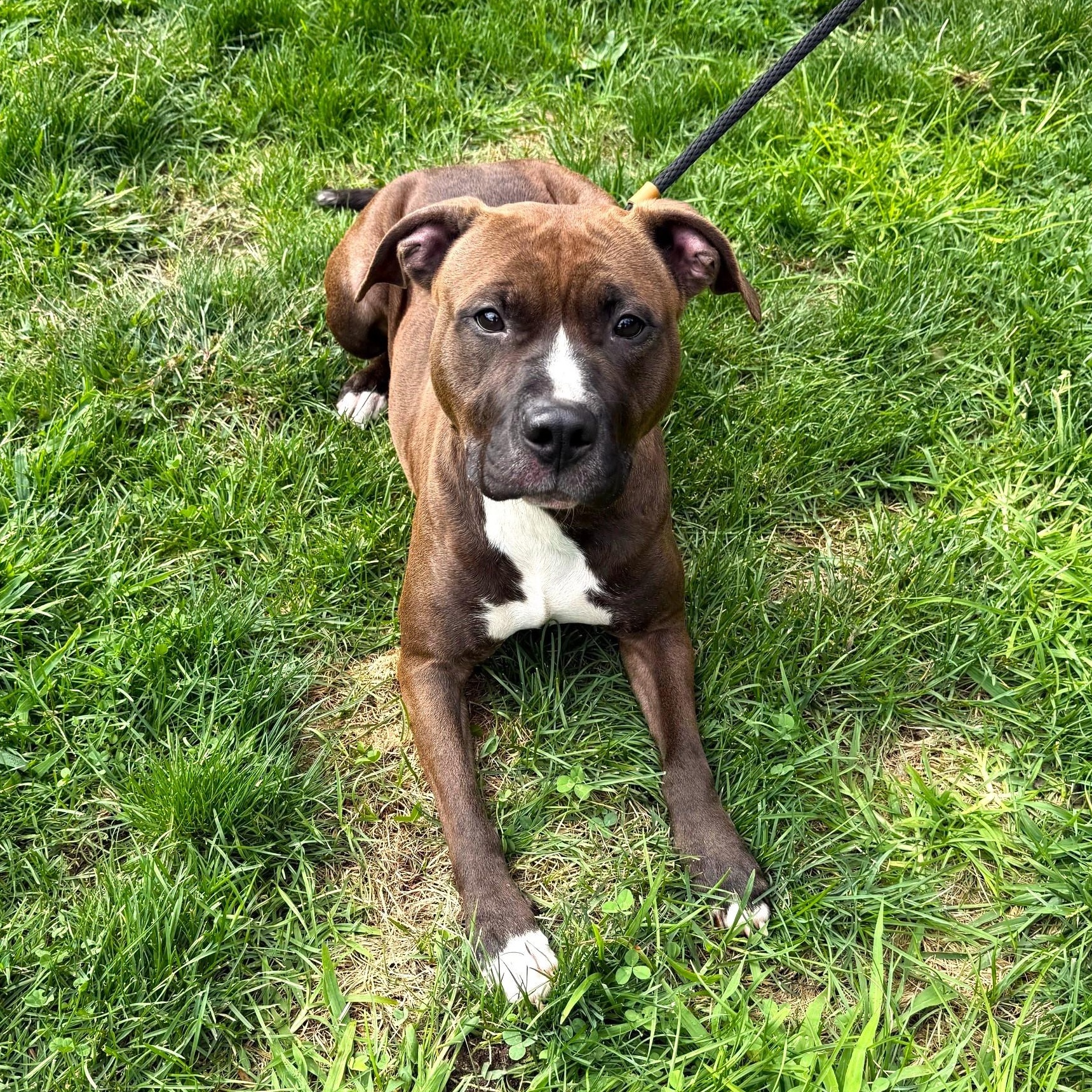 Mandala, a Adoptable Mixed Breed in Brookhaven, NY image 5/5