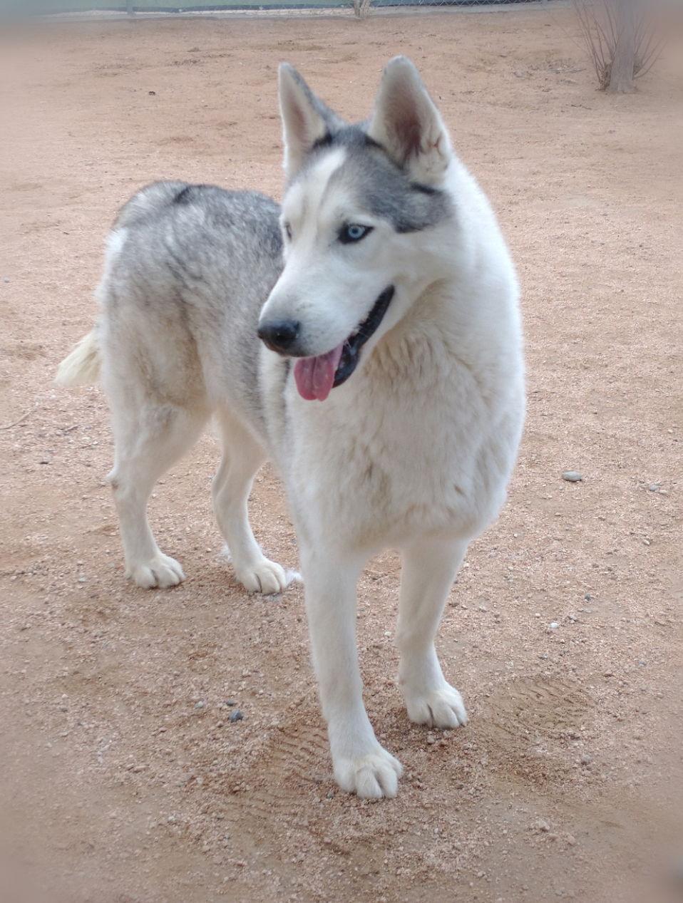 Lobo -, a Adoptable Siberian Husky in Apple Valley, CA image 1/3
