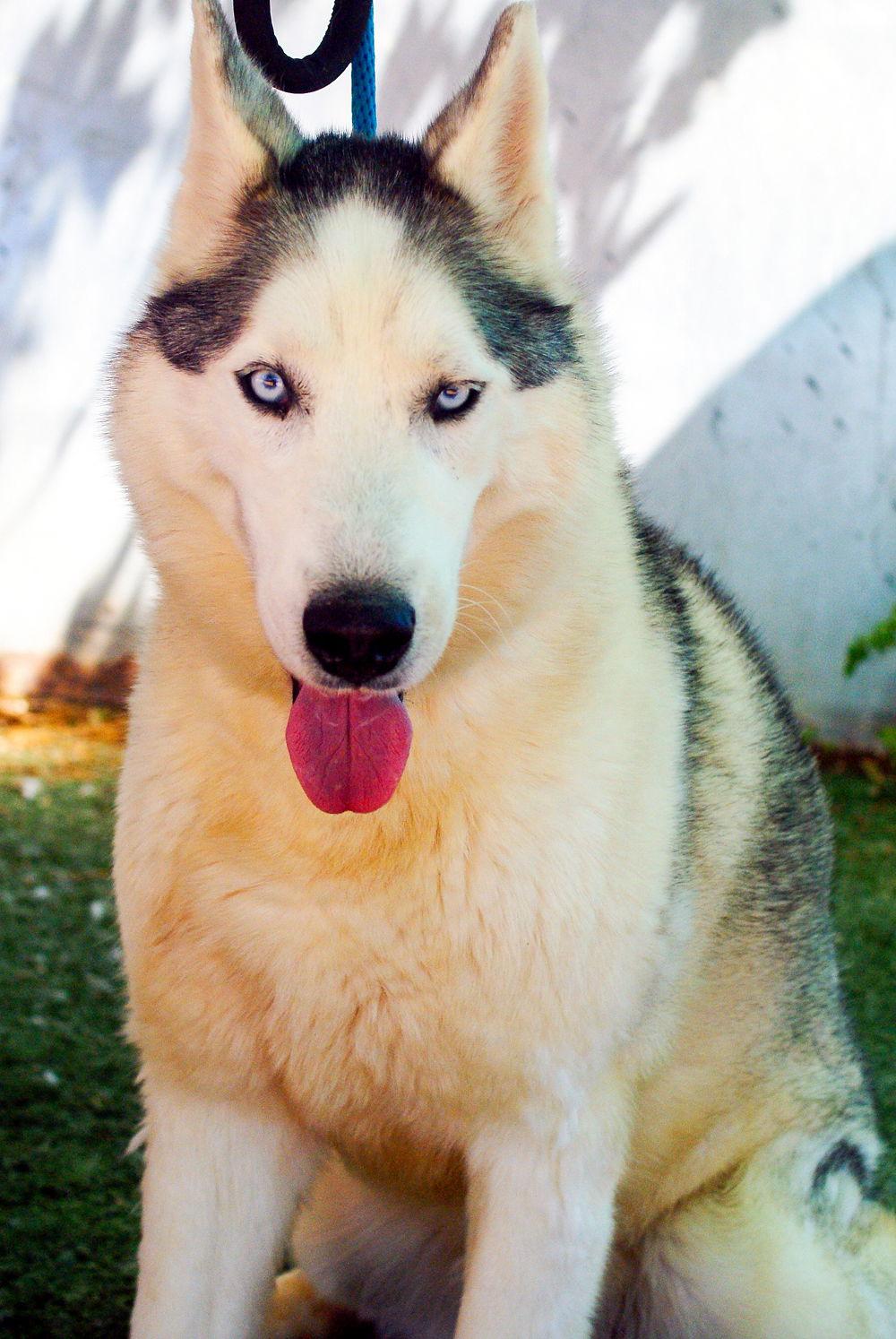 Lobo -, a Adoptable Siberian Husky in Apple Valley, CA image 2/3